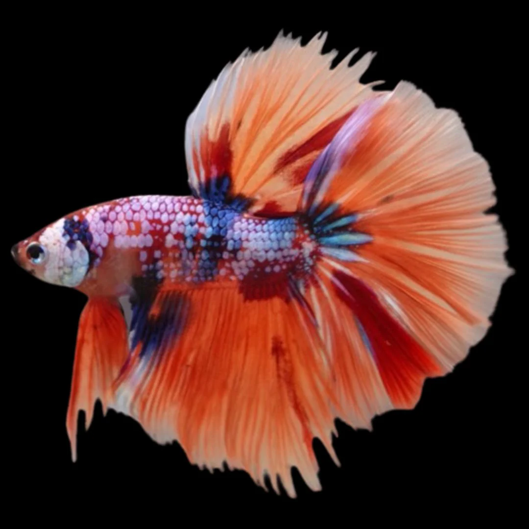 Rare Halfmoon Multicolors Betta Fish (Male)