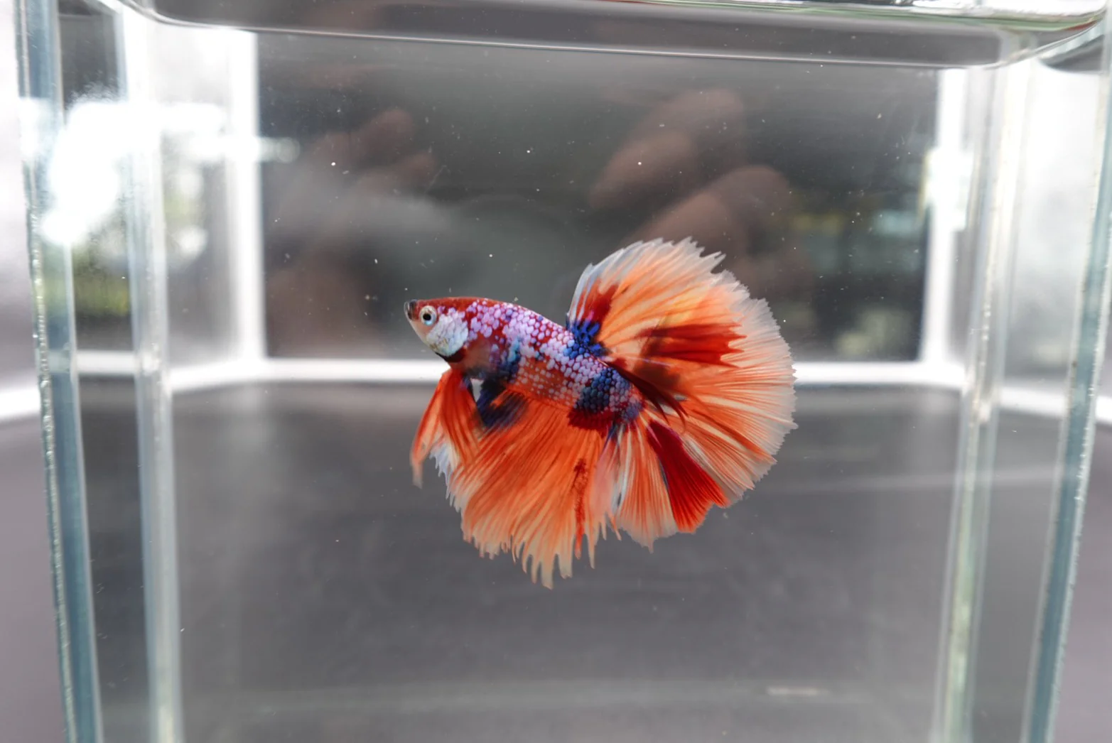 Rare Halfmoon Multicolors Betta Fish (Male) - Image 2