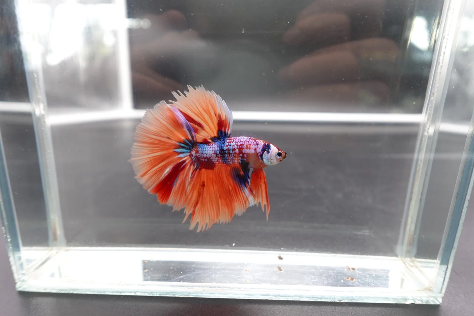 Rare Halfmoon Multicolors Betta Fish (Male) - Image 3