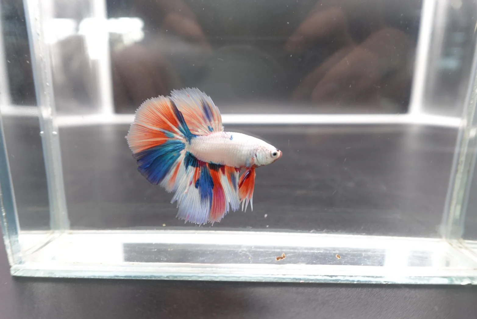 Rare Halfmoon Multicolors Betta Fish (Male) - Image 2