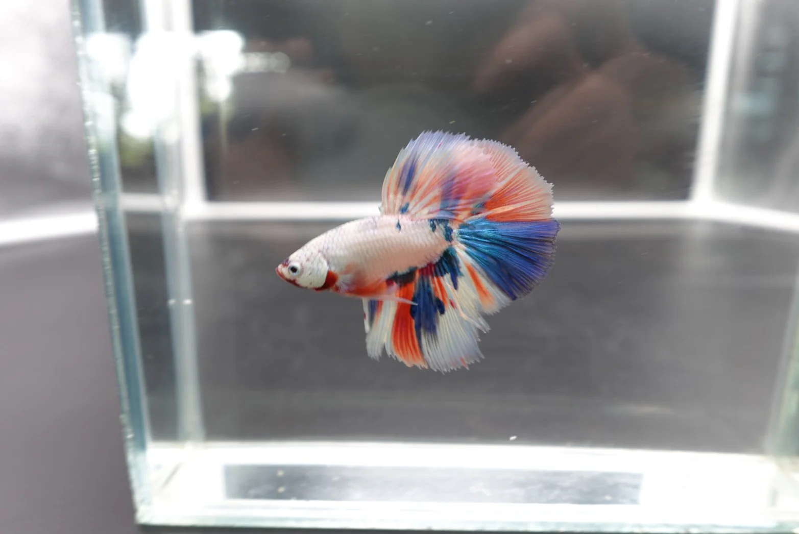 Rare Halfmoon Multicolors Betta Fish (Male) - Image 3