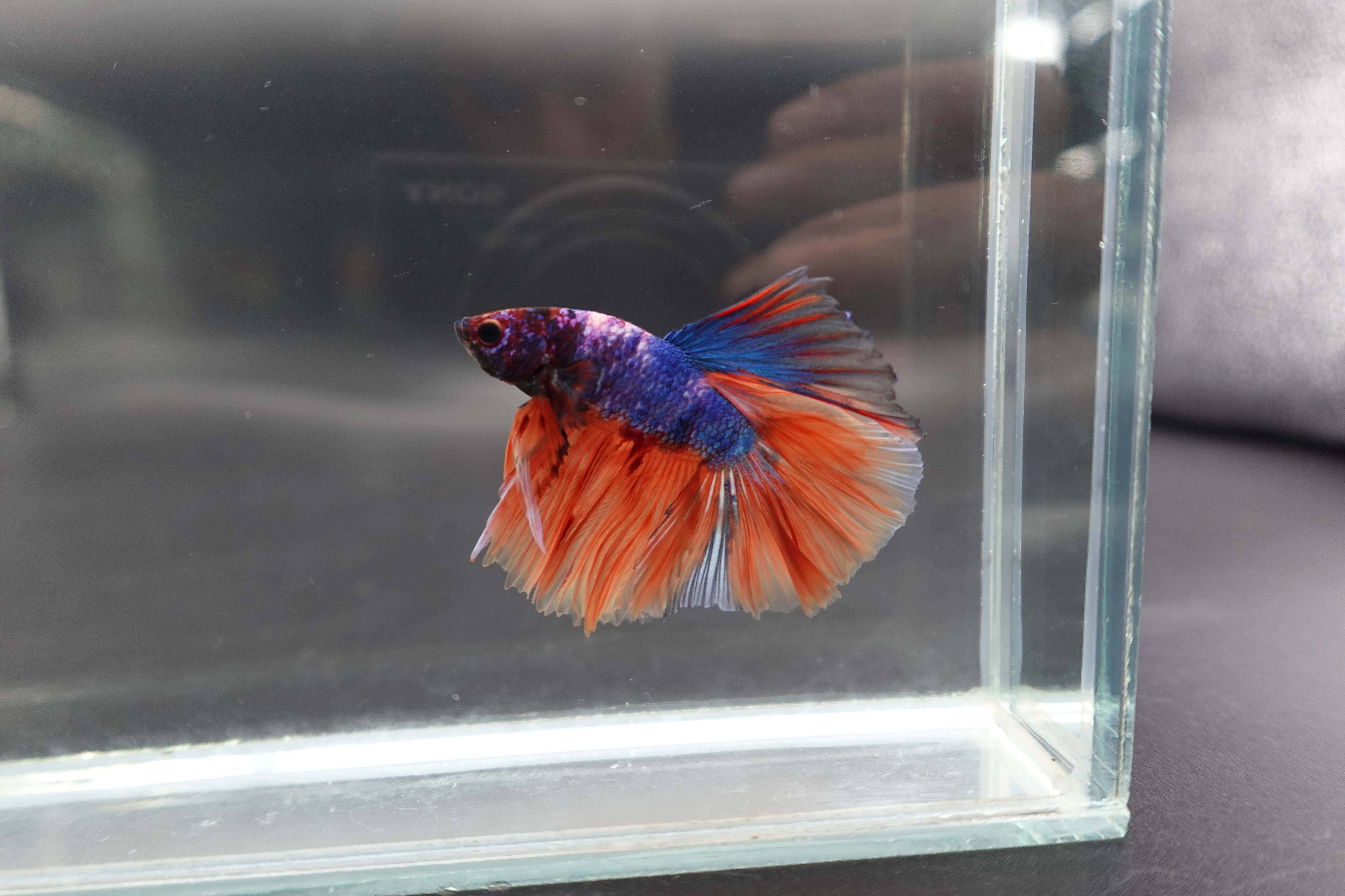 Rare Halfmoon Multicolors Betta Fish (Male) - Image 2