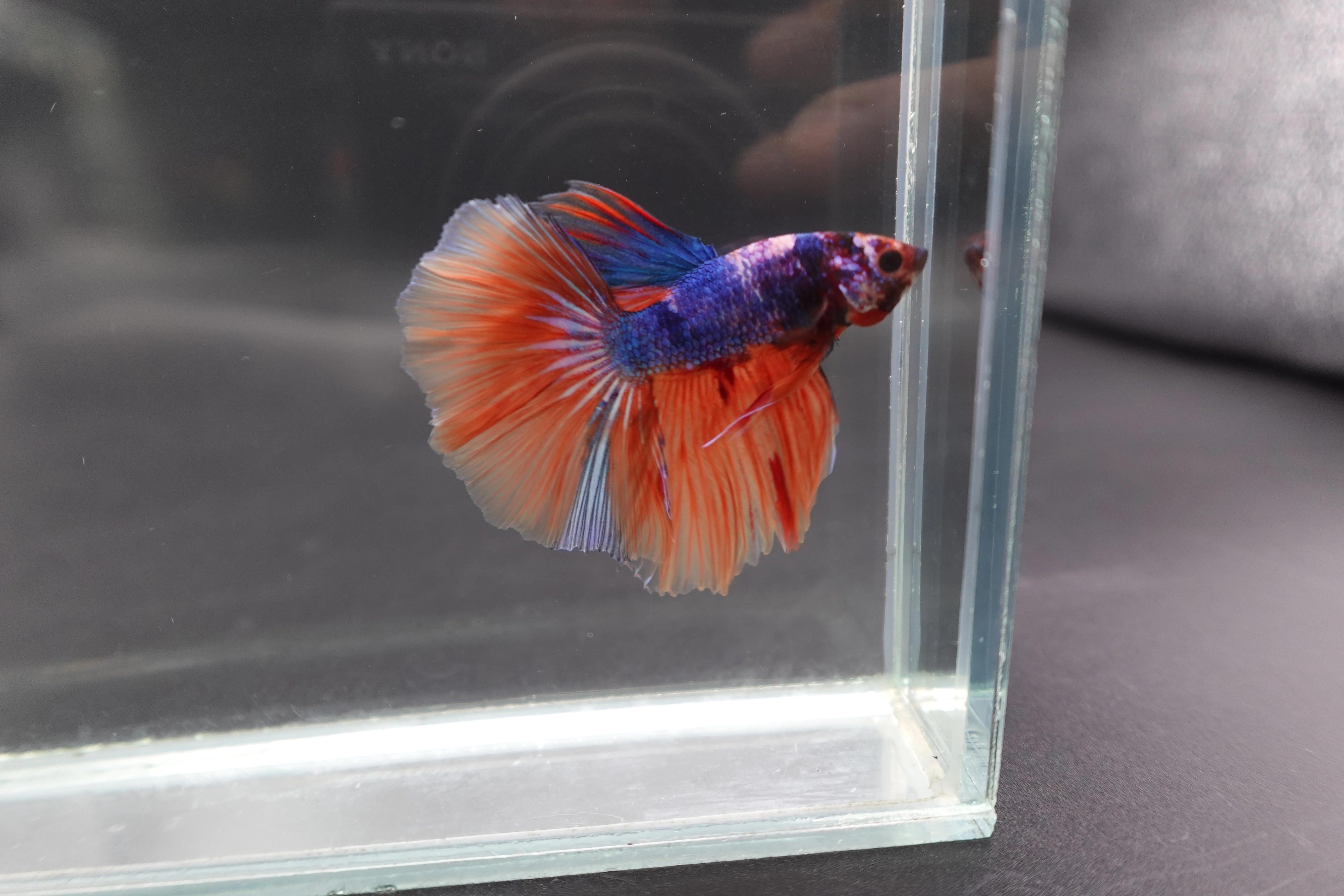Rare Halfmoon Multicolors Betta Fish (Male) - Image 3