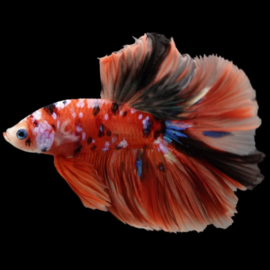 Rare Halfmoon Multicolors Betta Fish (Male)