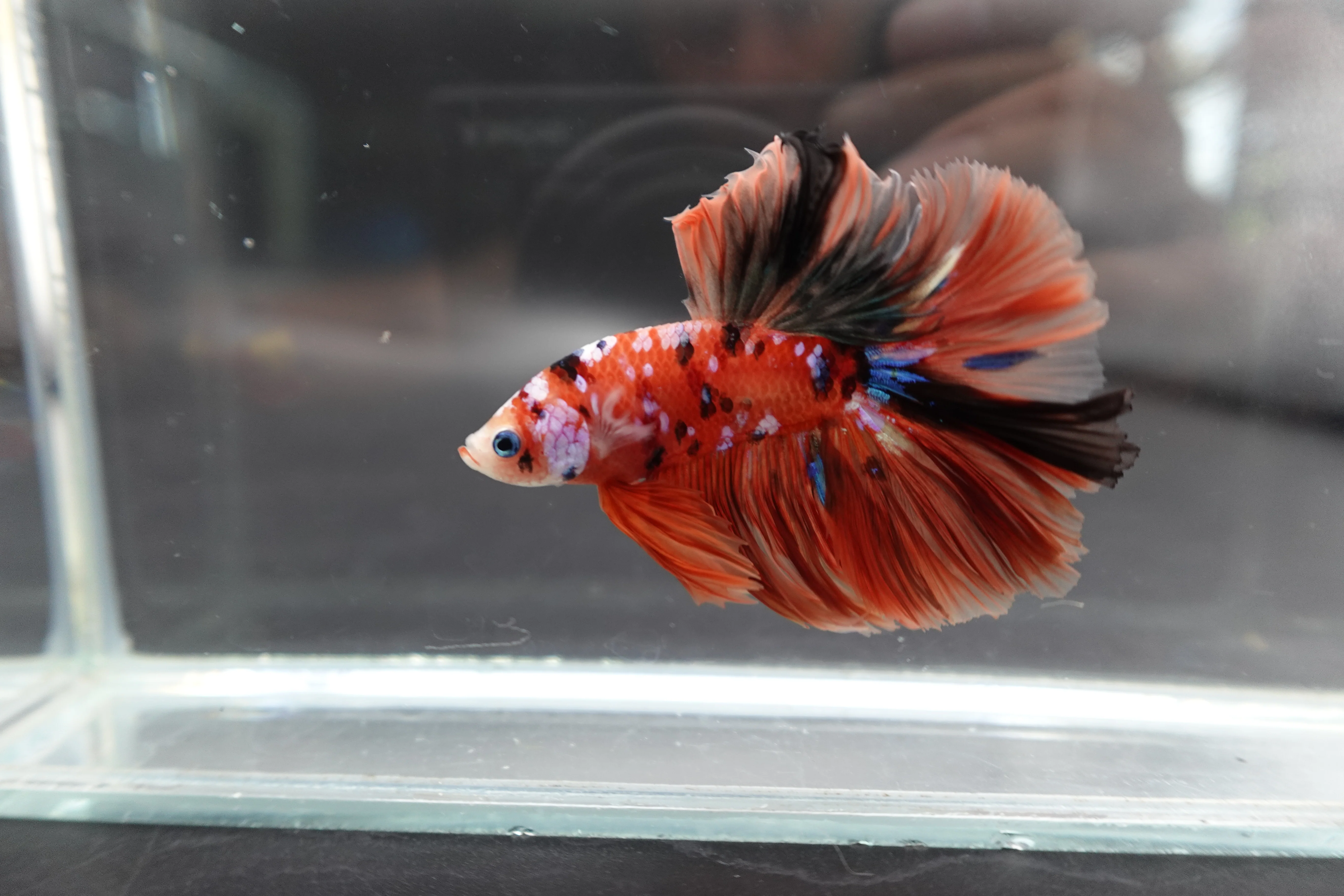 Rare Halfmoon Multicolors Betta Fish (Male) - Image 2