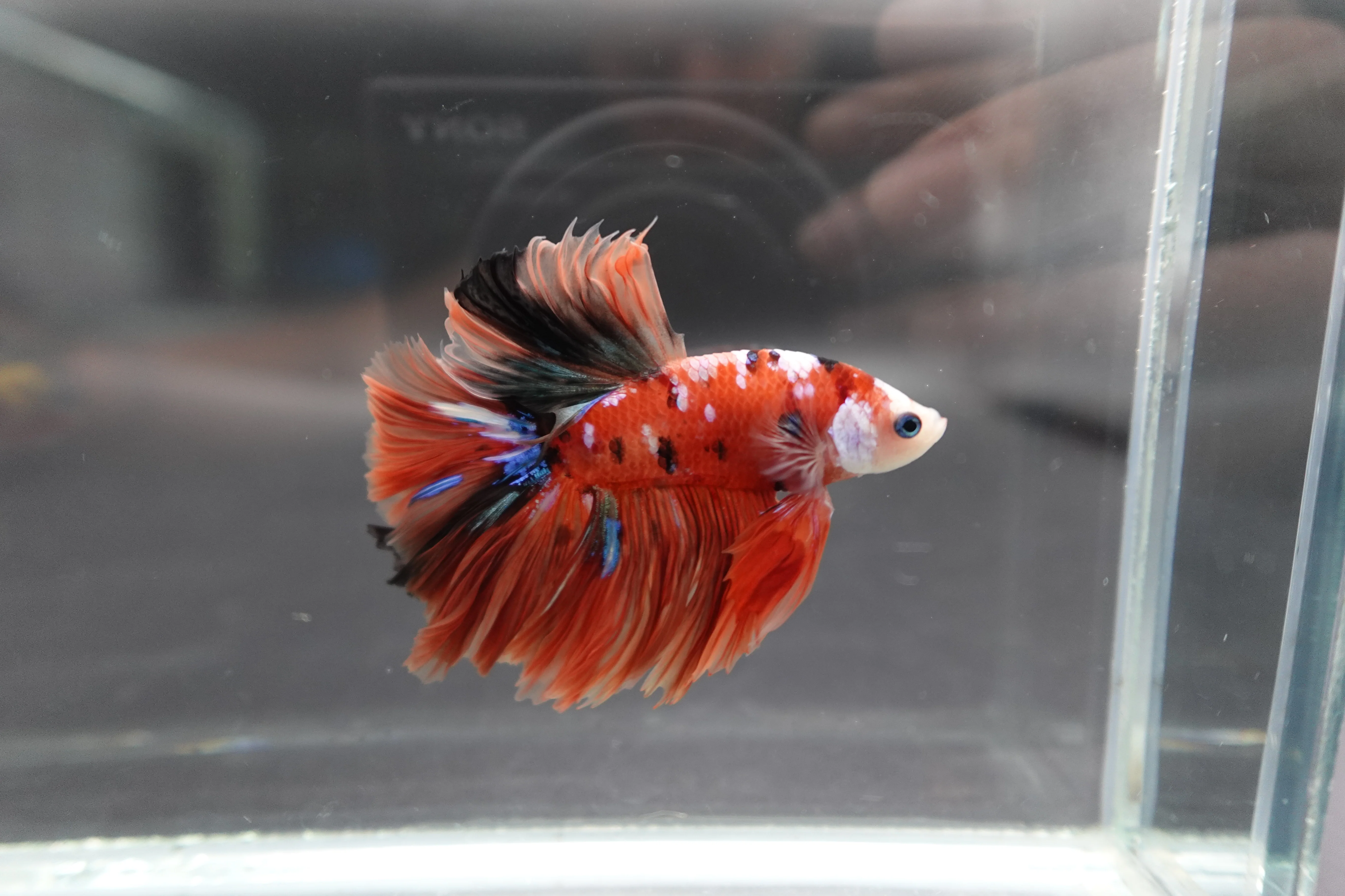 Rare Halfmoon Multicolors Betta Fish (Male) - Image 3