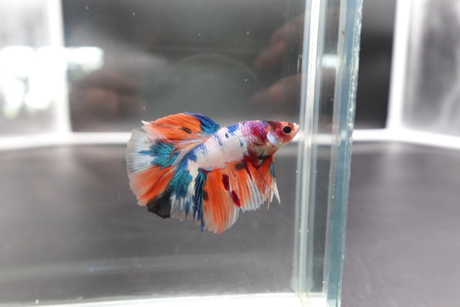 Rare Halfmoon Multicolors Betta Fish (Male) - Image 2