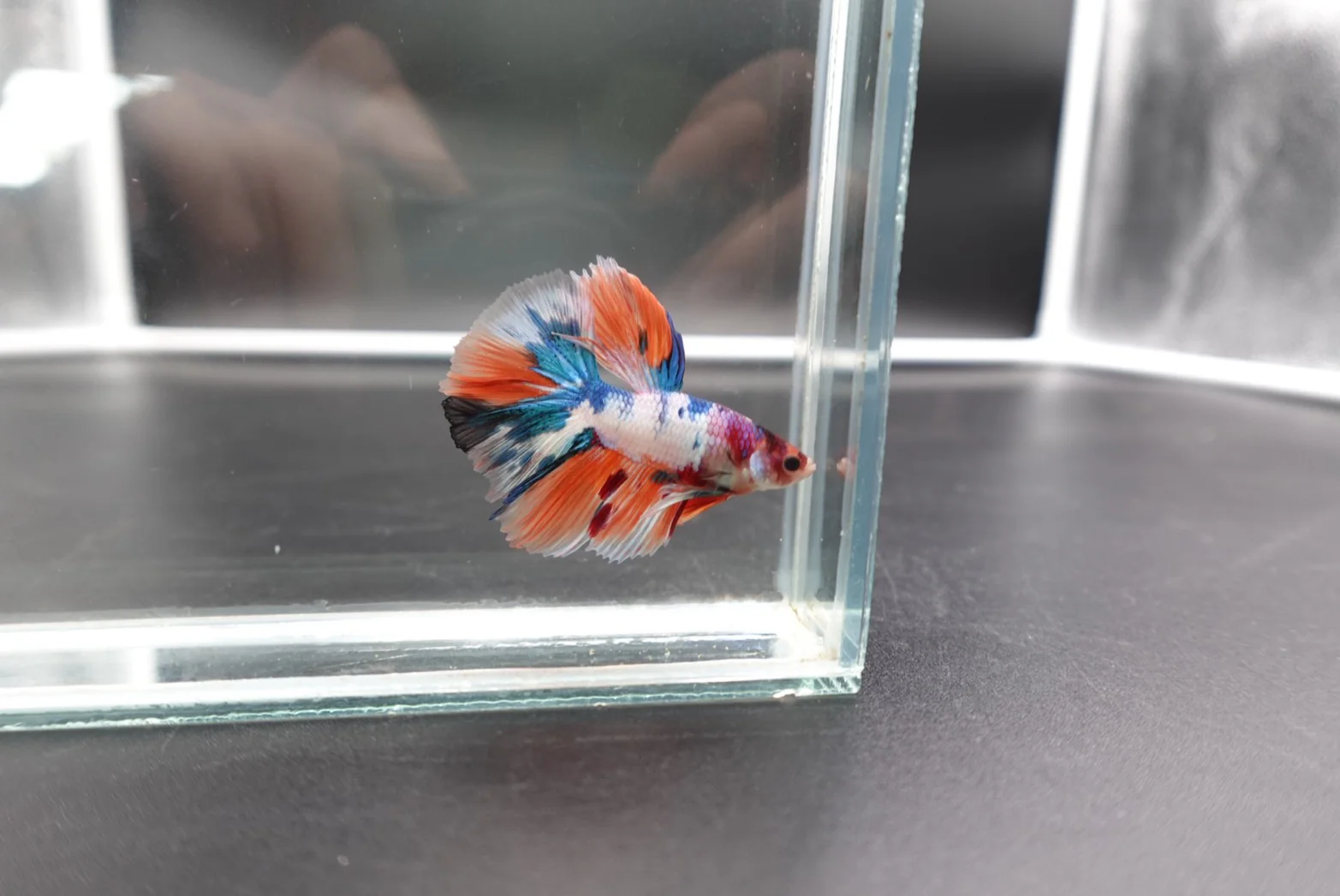 Rare Halfmoon Multicolors Betta Fish (Male) - Image 3