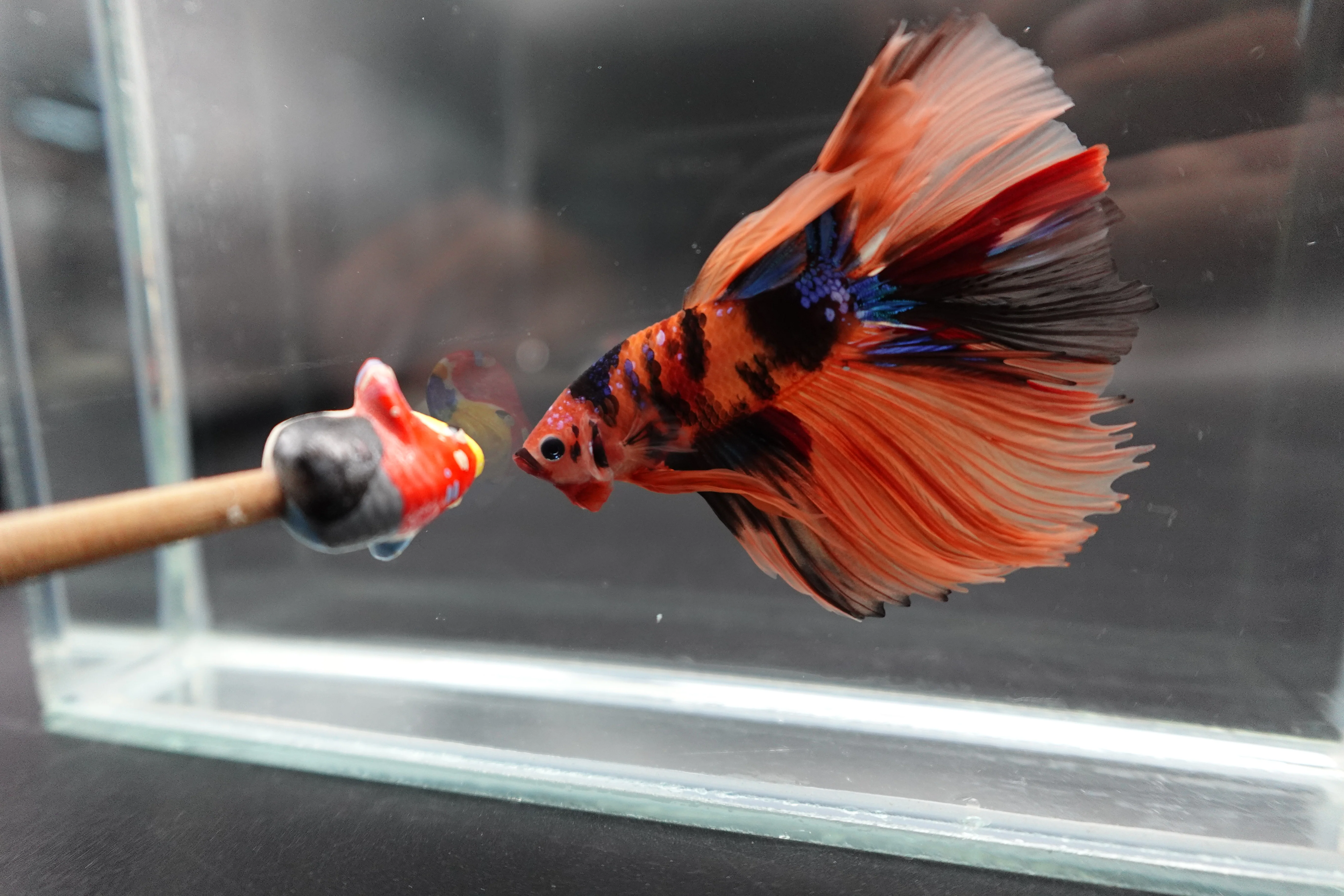 Rare Halfmoon Multicolors Betta Fish (Male) - Image 2