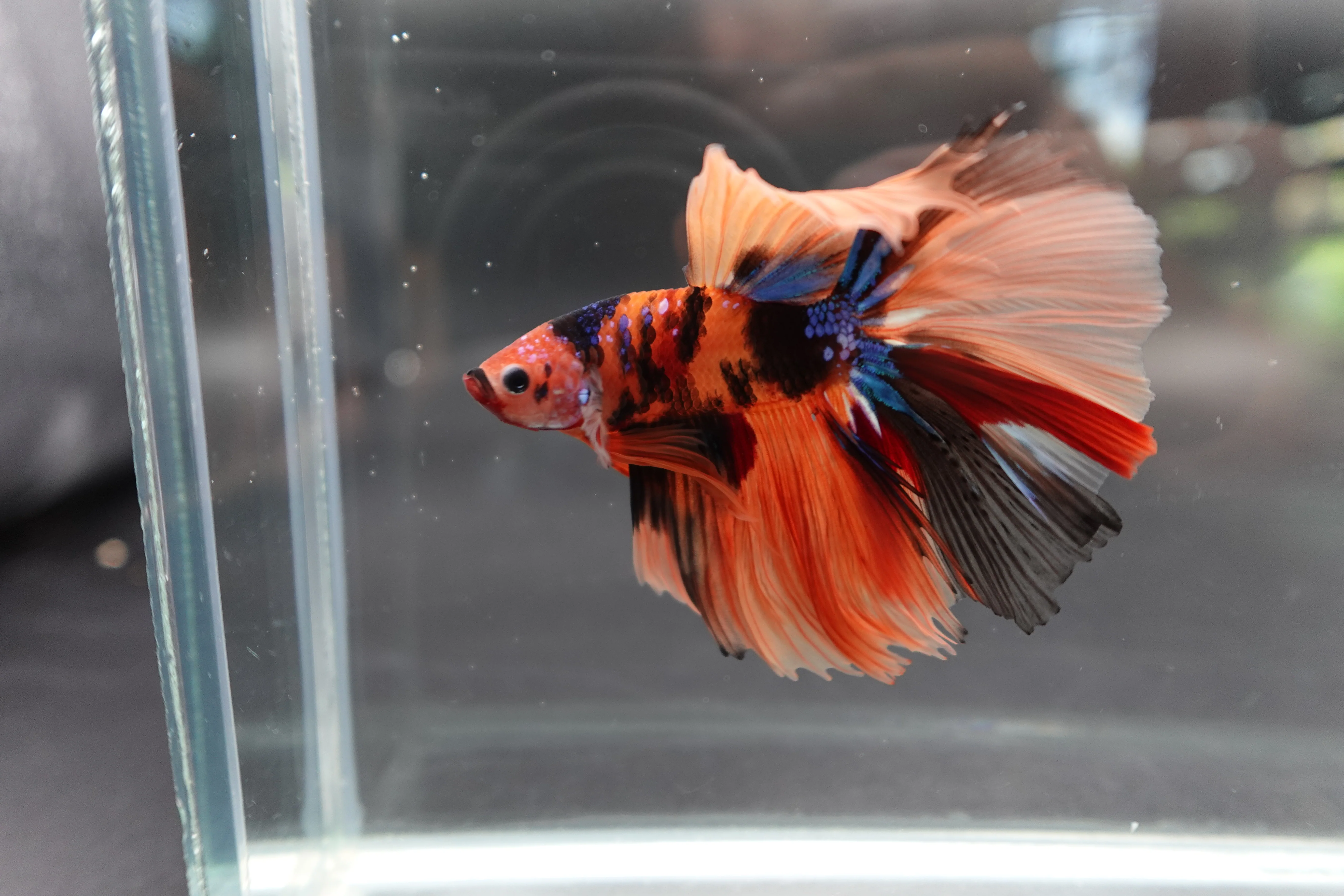 Rare Halfmoon Multicolors Betta Fish (Male) - Image 3