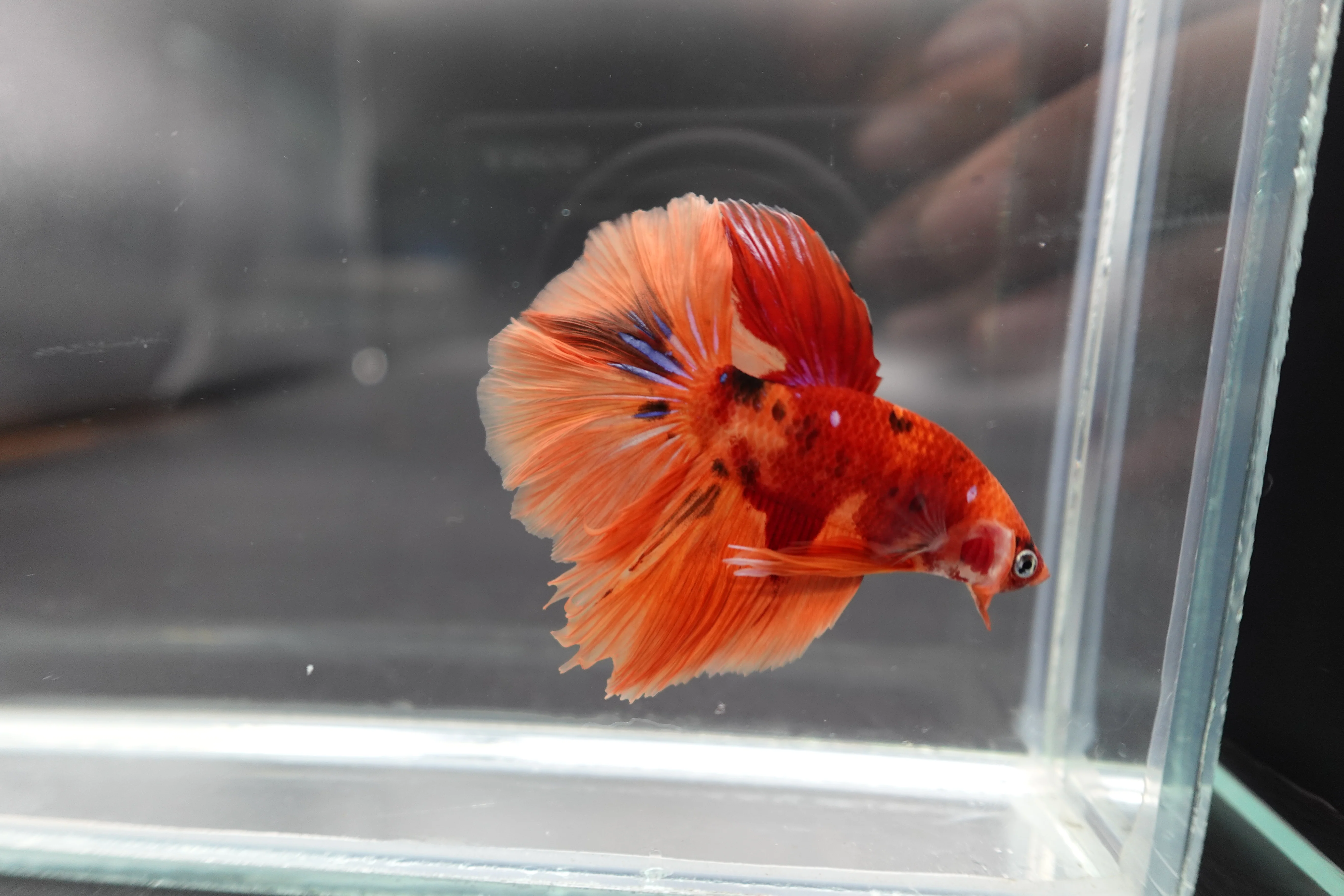Rare Halfmoon Multicolors Betta Fish (Male) - Image 2