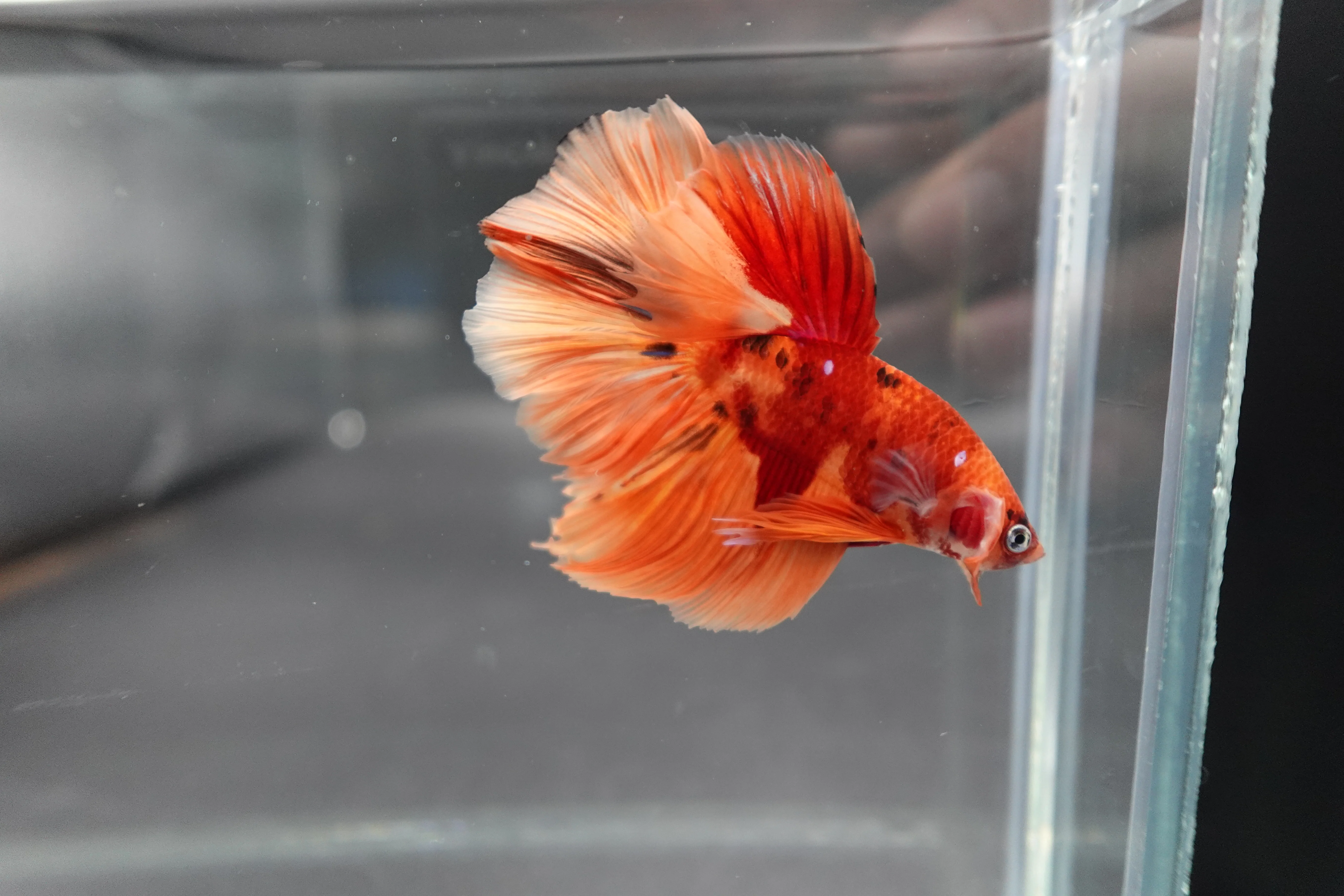 Rare Halfmoon Multicolors Betta Fish (Male) - Image 3