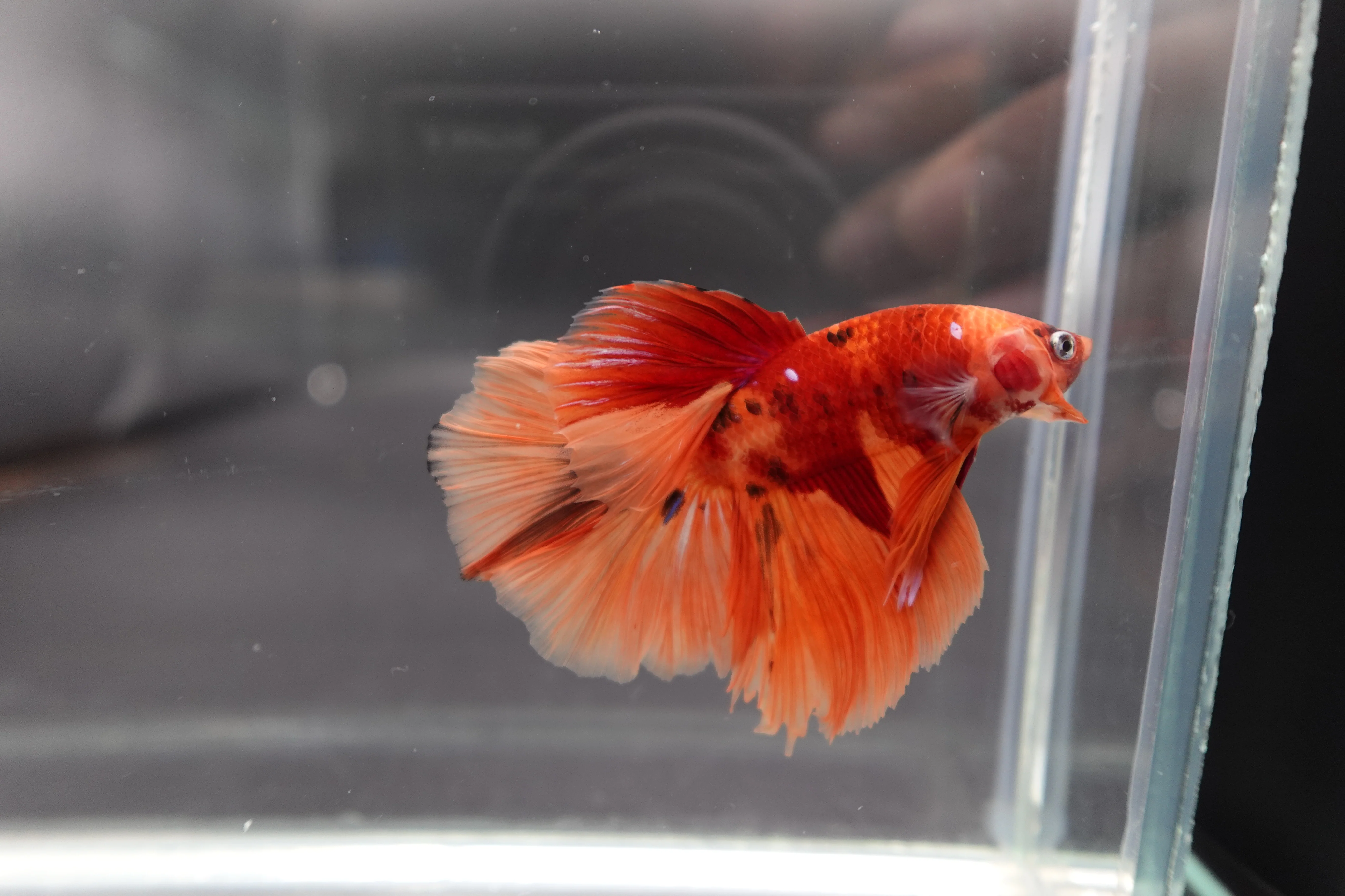 Rare Halfmoon Multicolors Betta Fish (Male) - Image 4