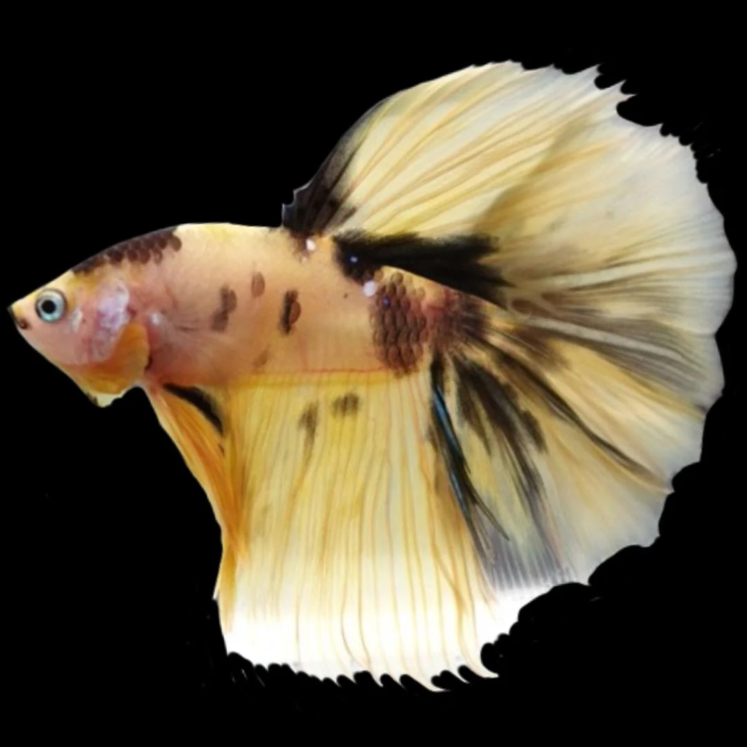 Rare Halfmoon Multicolors Betta Fish (Male)