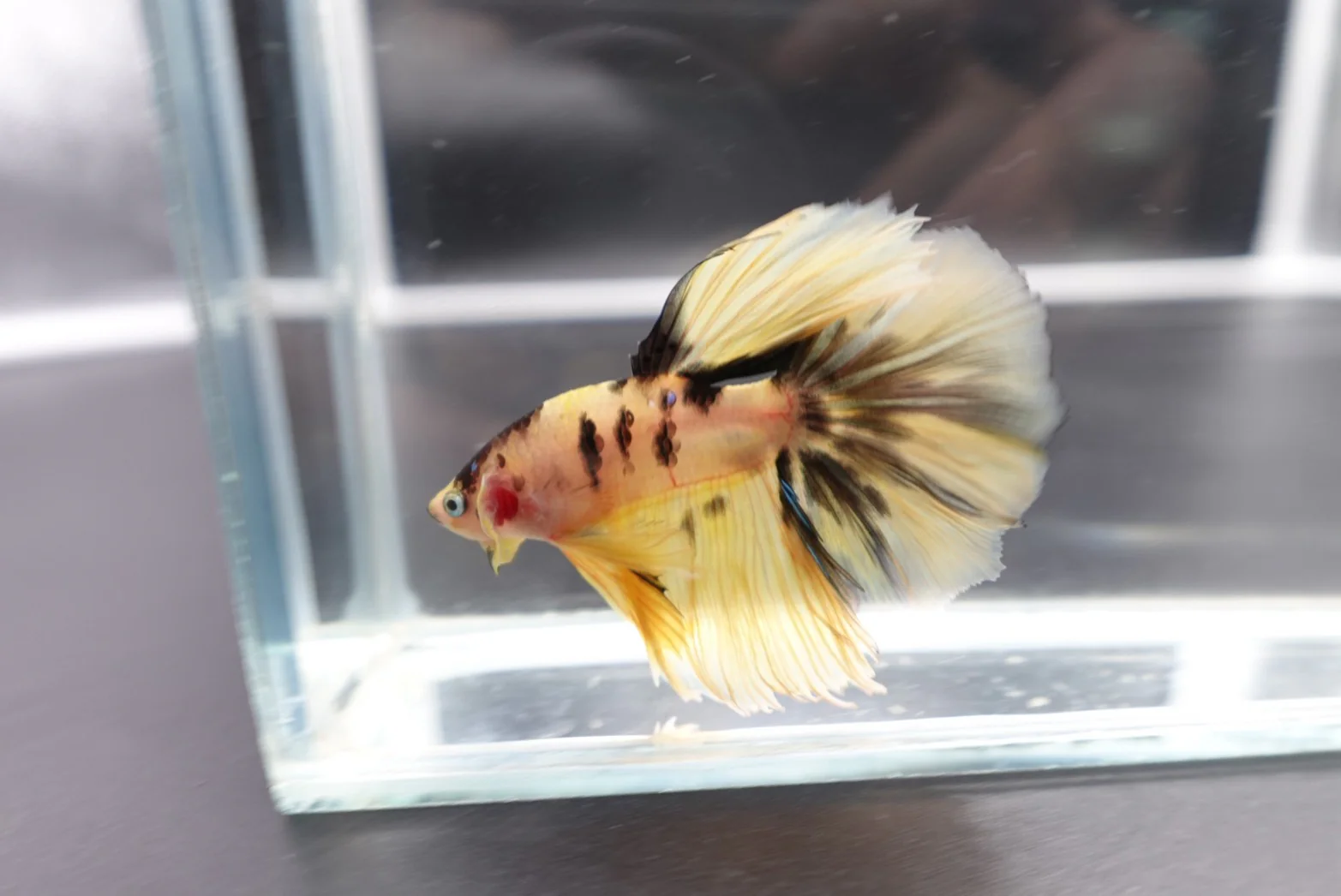Rare Halfmoon Multicolors Betta Fish (Male) - Image 2
