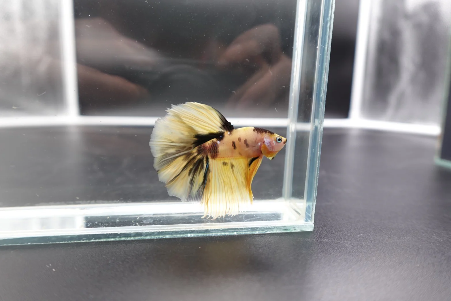 Rare Halfmoon Multicolors Betta Fish (Male) - Image 3
