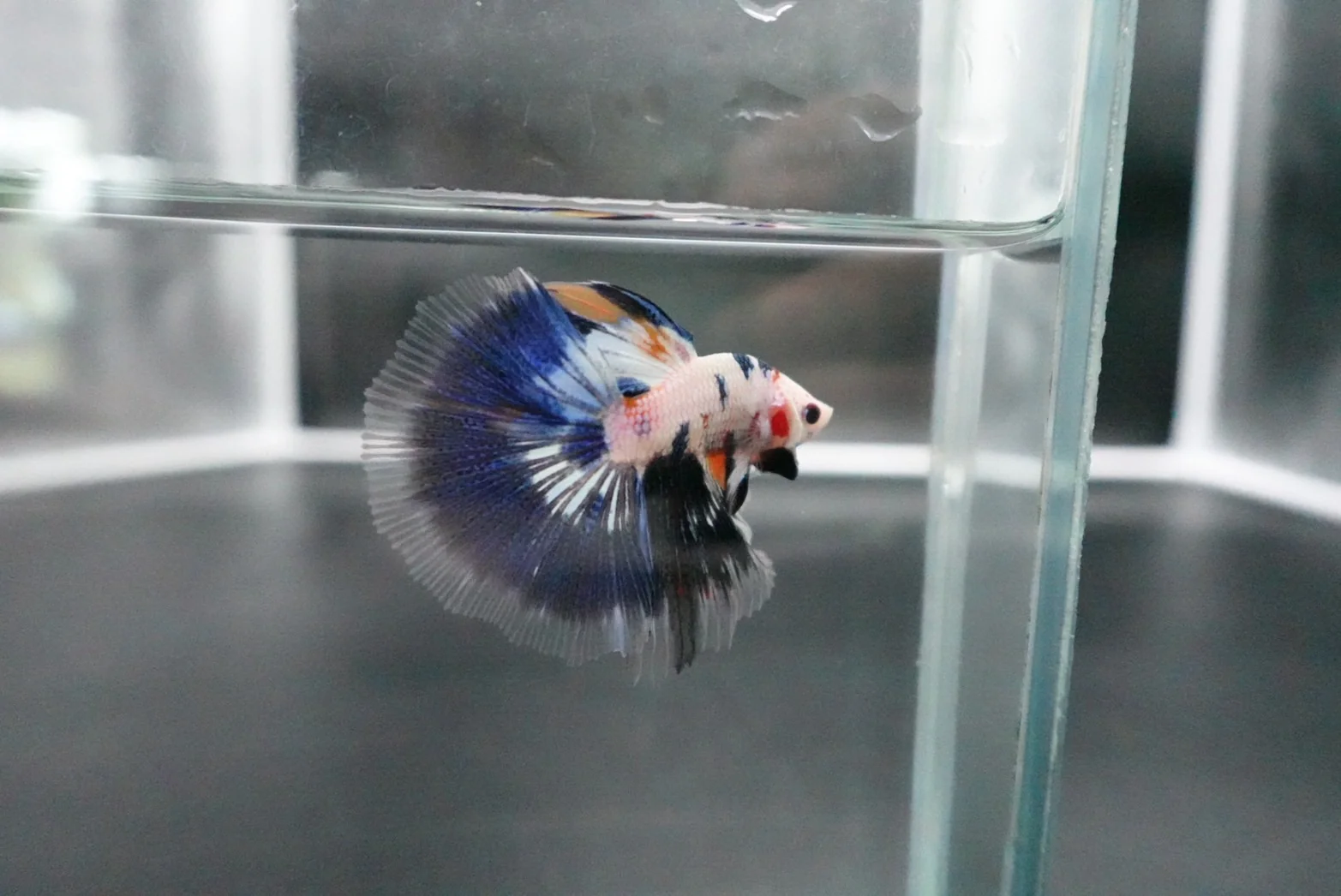 Rare Halfmoon Multicolors Betta Fish (Male) - Image 2