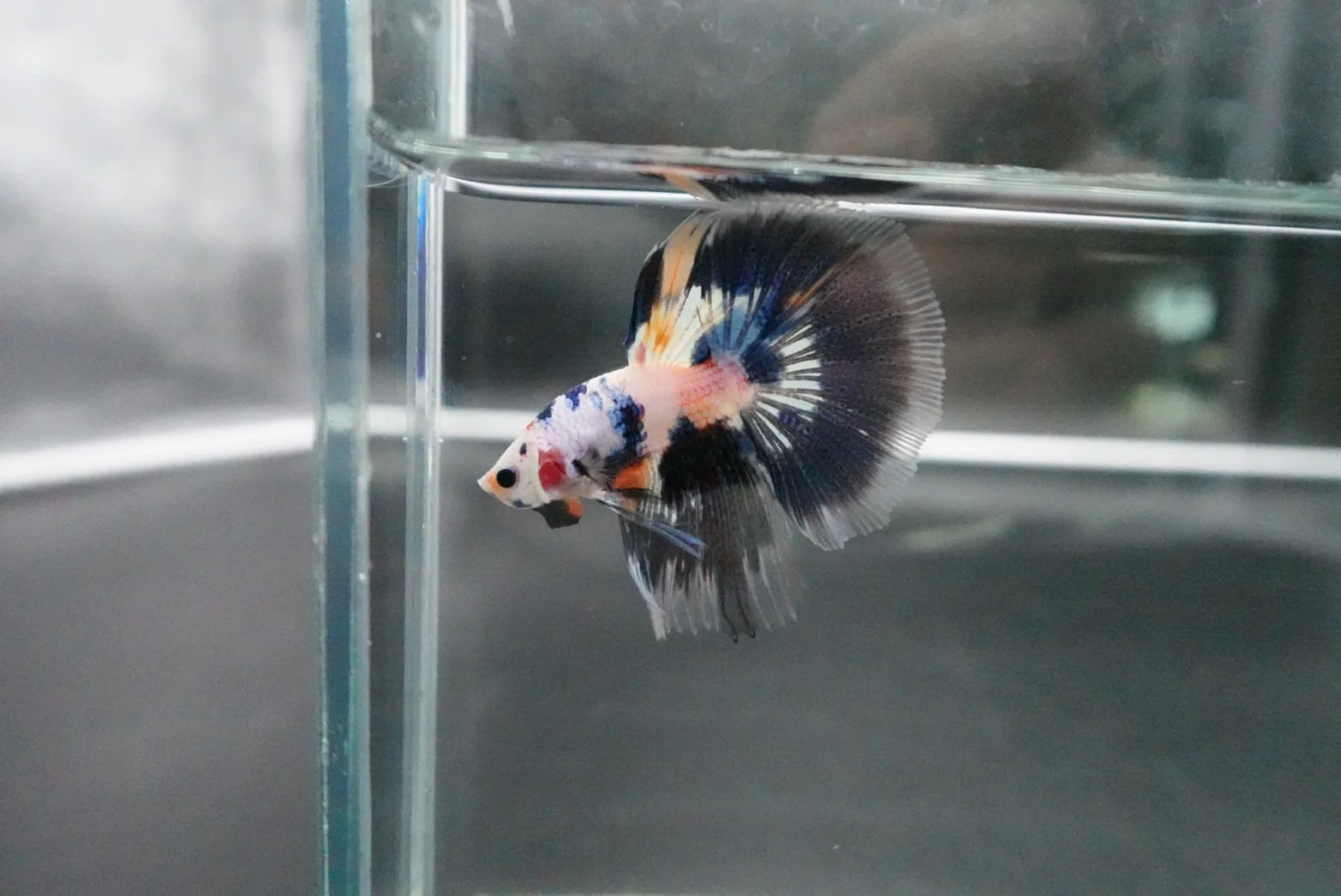 Rare Halfmoon Multicolors Betta Fish (Male) - Image 3