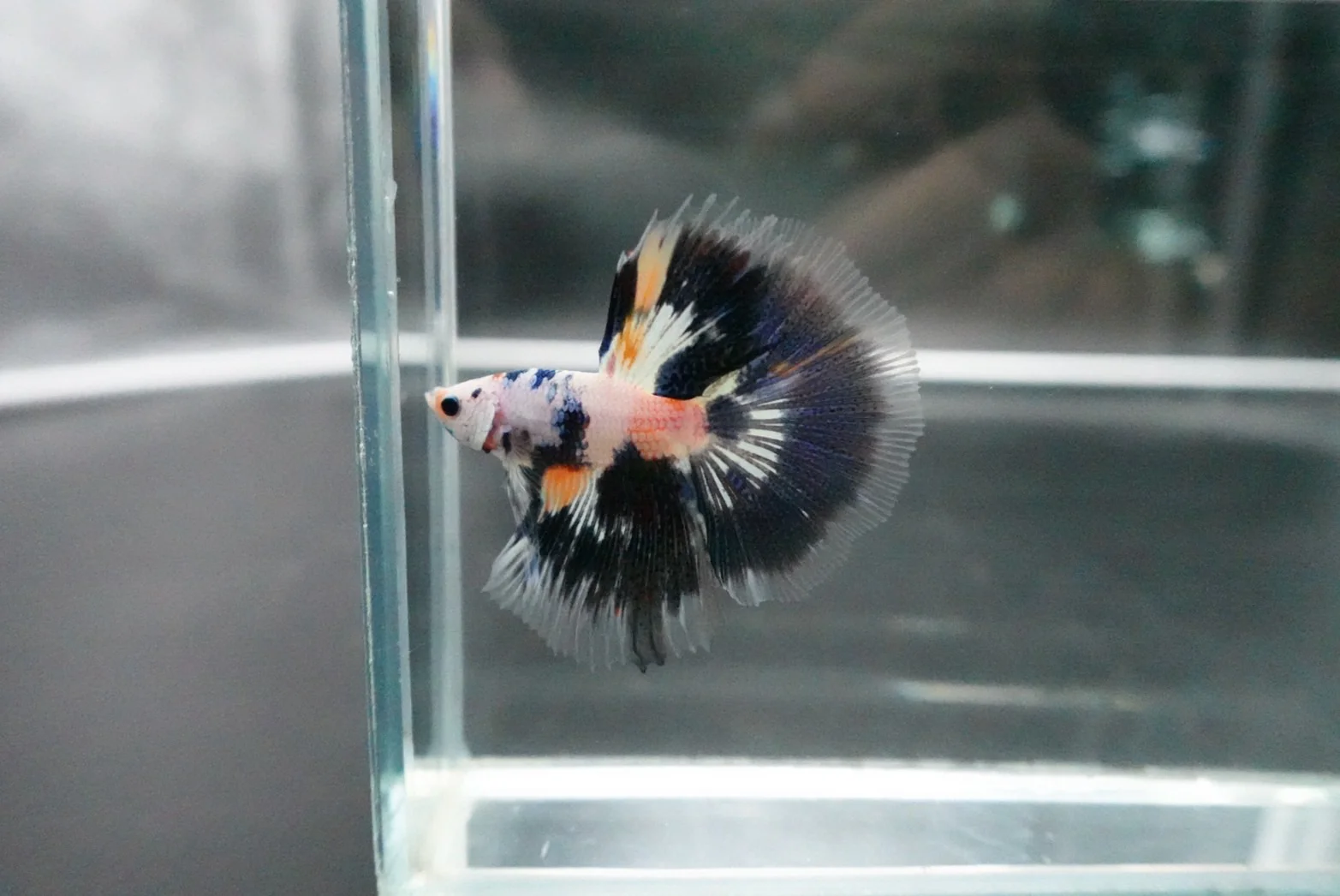Rare Halfmoon Multicolors Betta Fish (Male) - Image 4