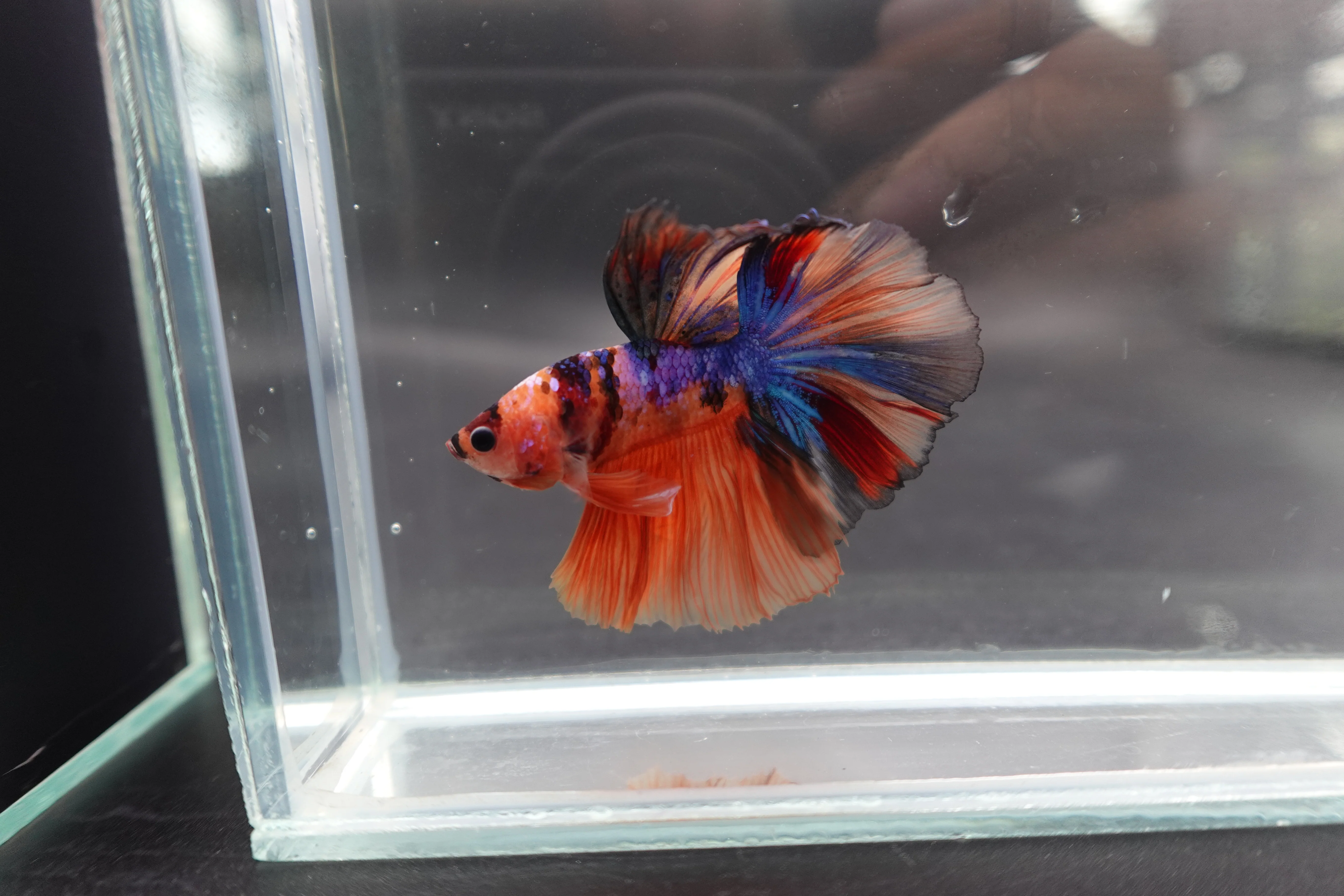 Rare Halfmoon Multicolors Betta Fish (Male) - Image 2