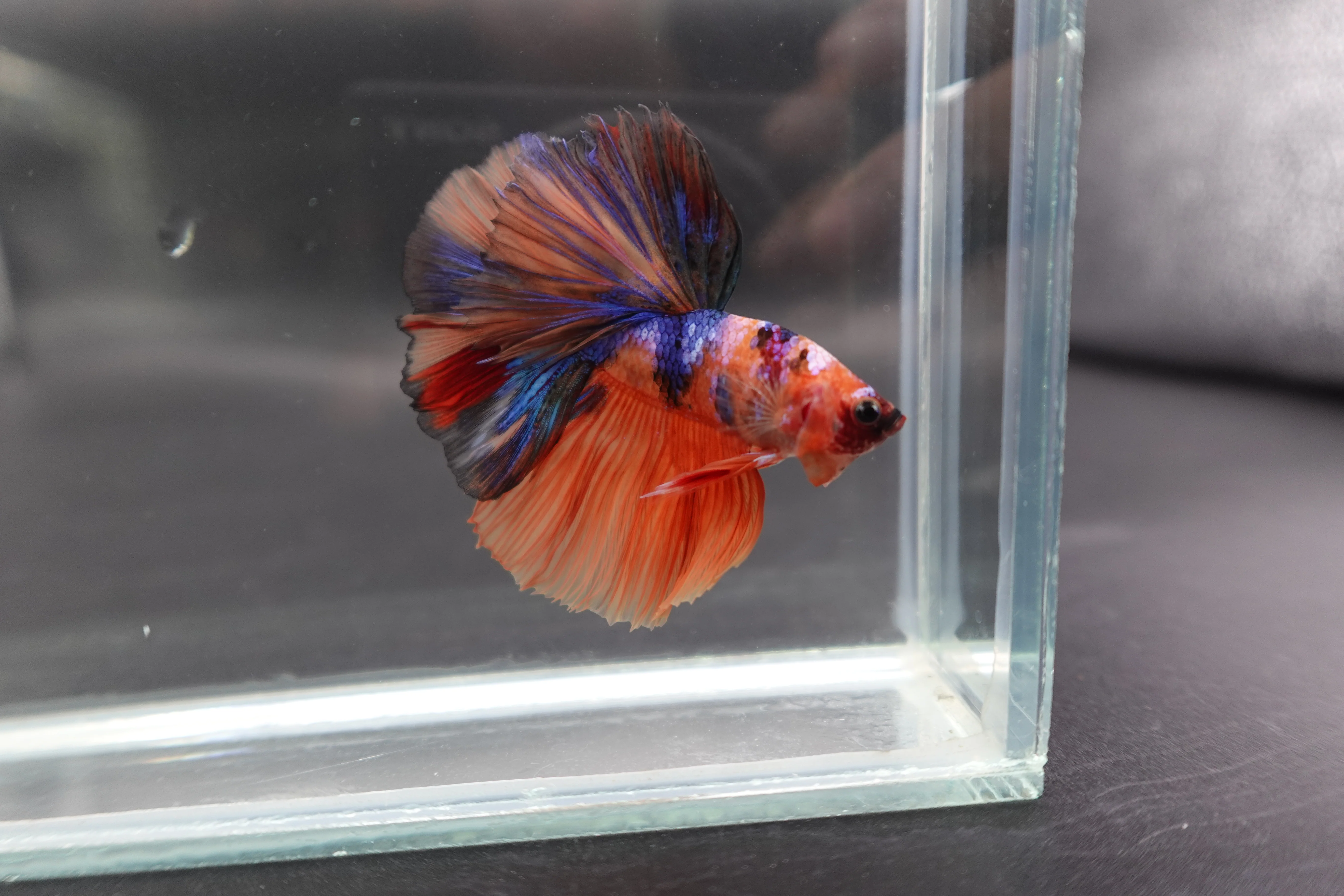 Rare Halfmoon Multicolors Betta Fish (Male) - Image 3