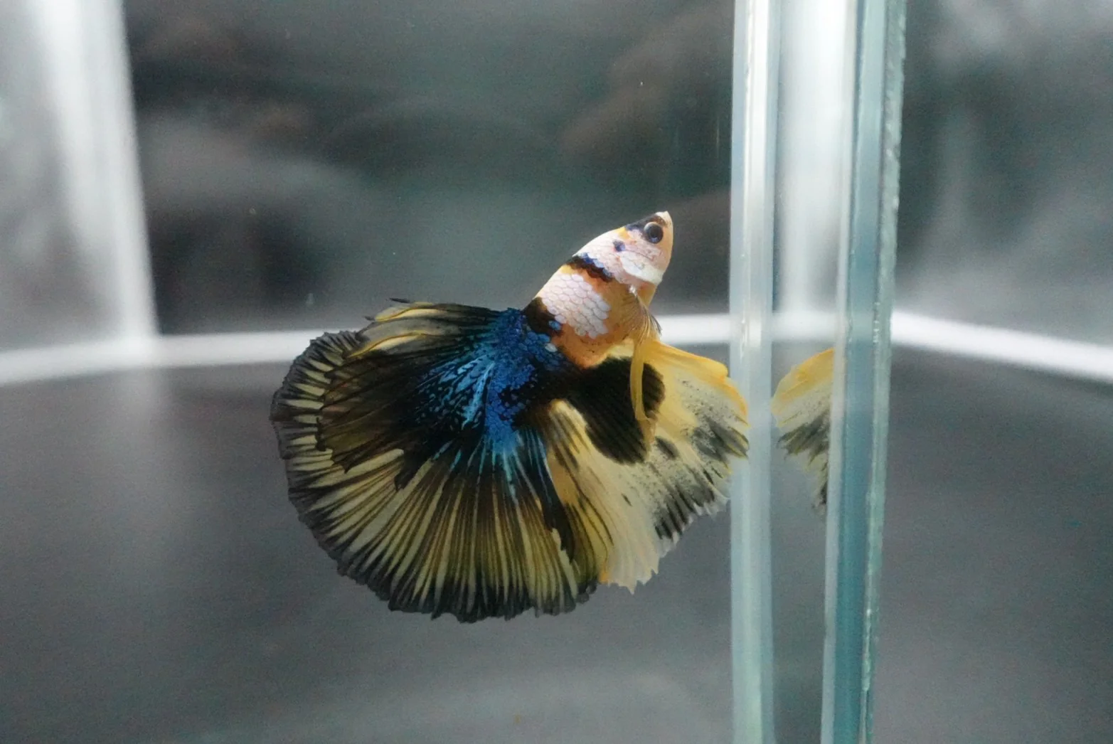 Rare Halfmoon Multicolors Betta Fish (Male) - Image 2