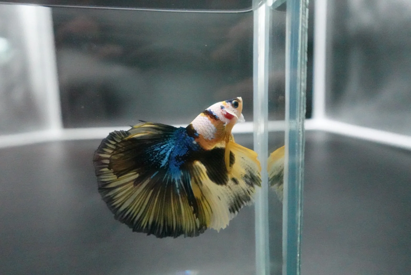 Rare Halfmoon Multicolors Betta Fish (Male) - Image 3