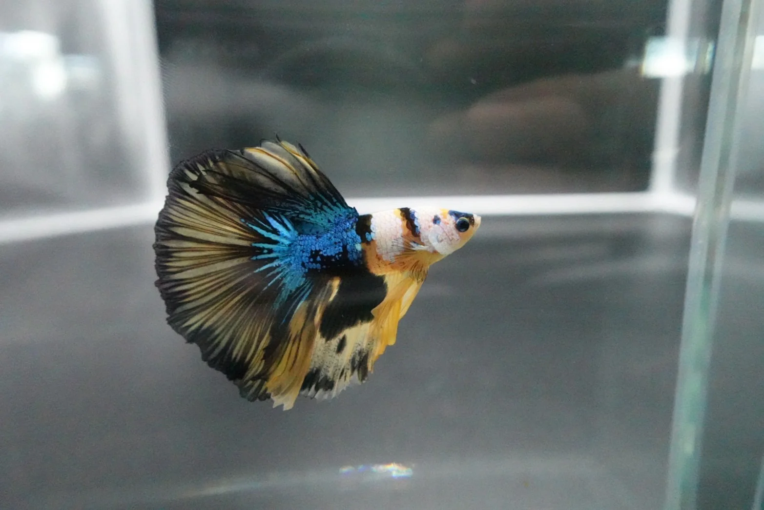 Rare Halfmoon Multicolors Betta Fish (Male) - Image 4