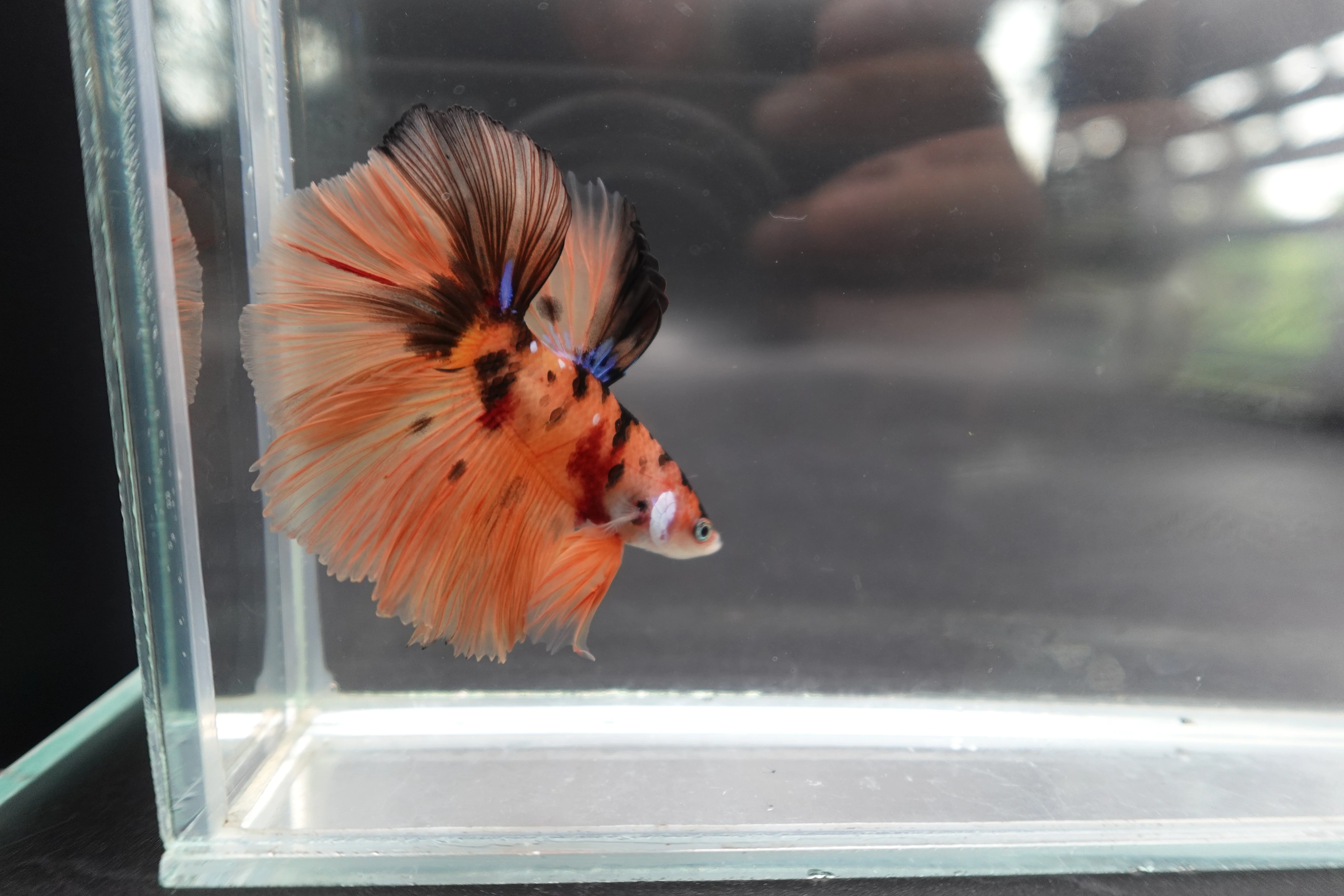 Rare Halfmoon Multicolors Betta Fish (Male) - Image 2