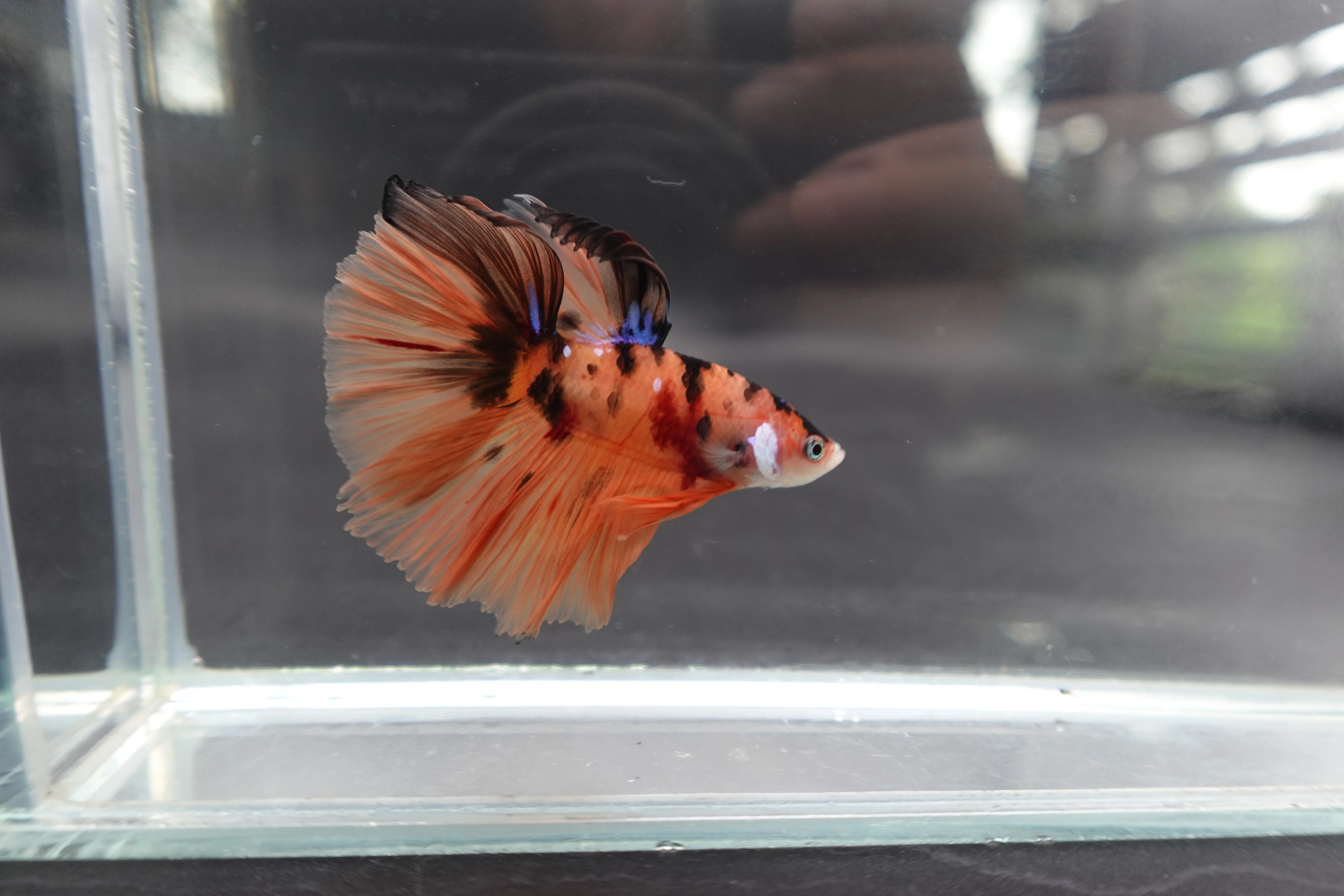 Rare Halfmoon Multicolors Betta Fish (Male) - Image 3