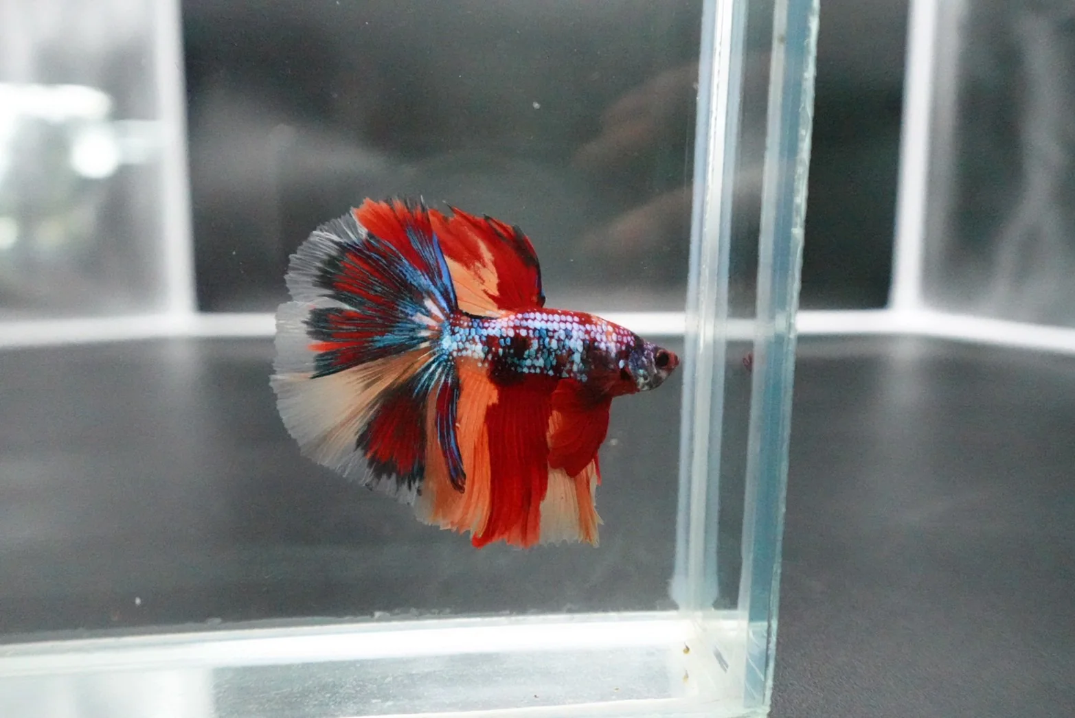 Rare Halfmoon Multicolors Betta Fish (Male) - Image 2