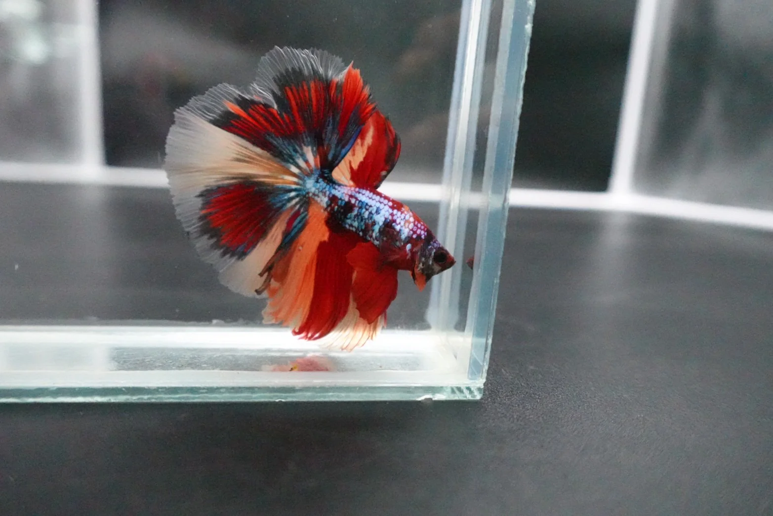 Rare Halfmoon Multicolors Betta Fish (Male) - Image 3