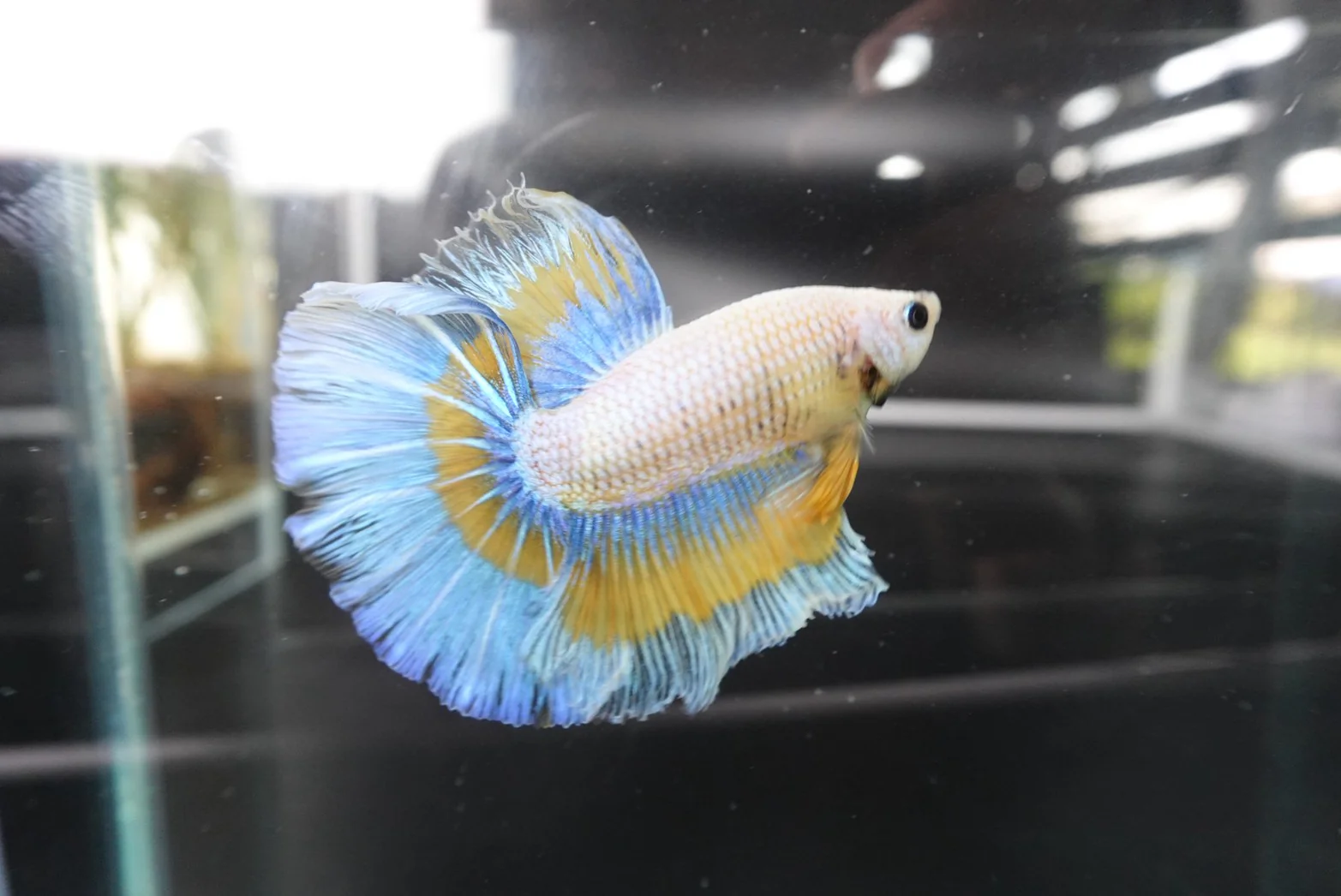 Rare Halfmoon Mustard Butterfly Betta Fish (Male) - Image 2