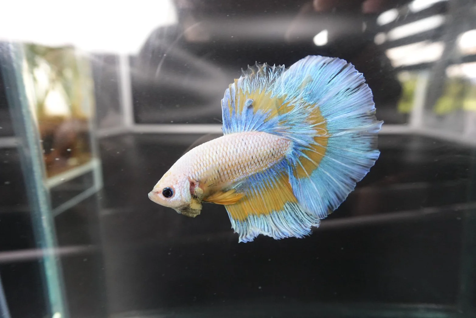 Rare Halfmoon Mustard Butterfly Betta Fish (Male) - Image 3