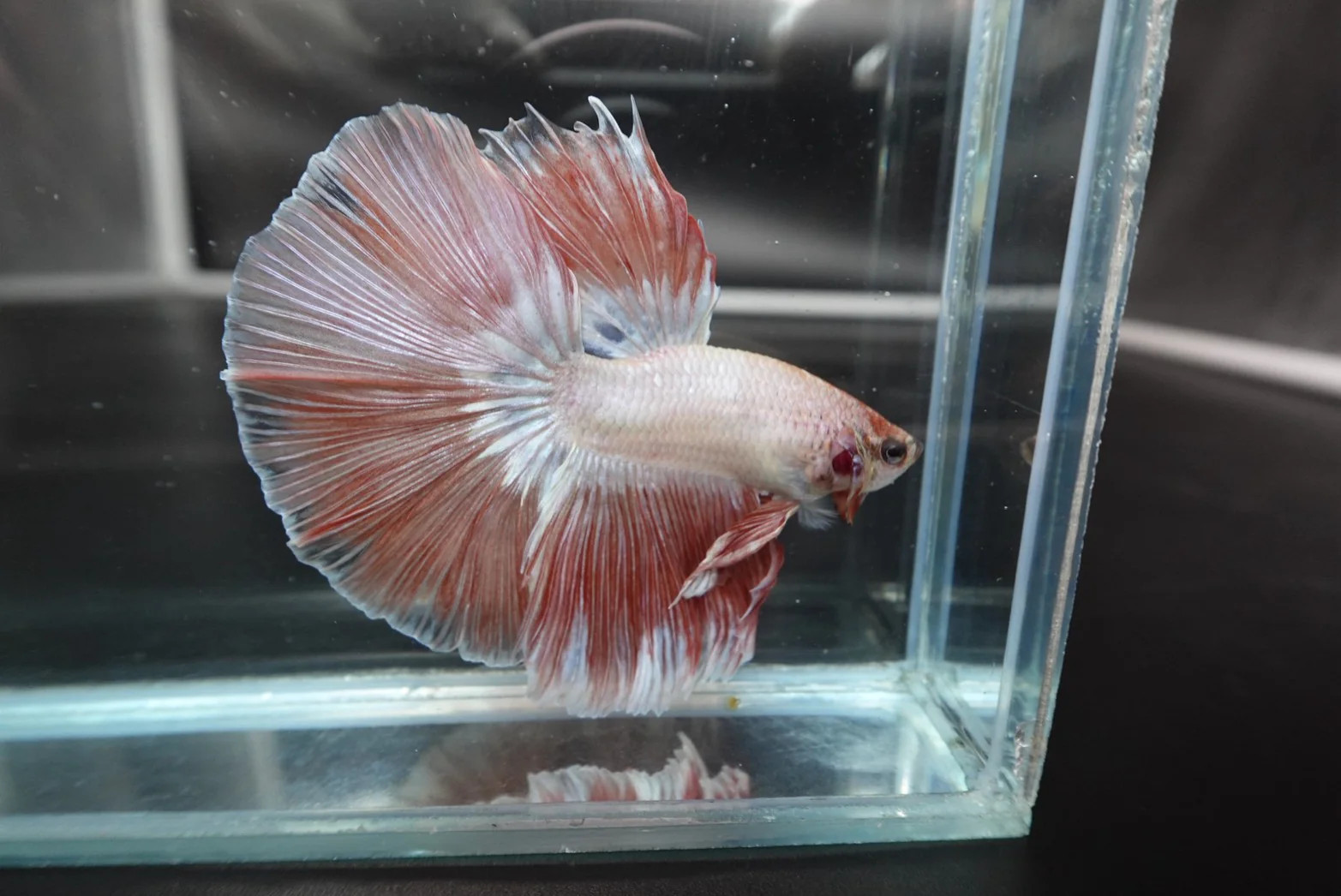Rare Halfmoon Pink Betta Fish (Male) - Image 2