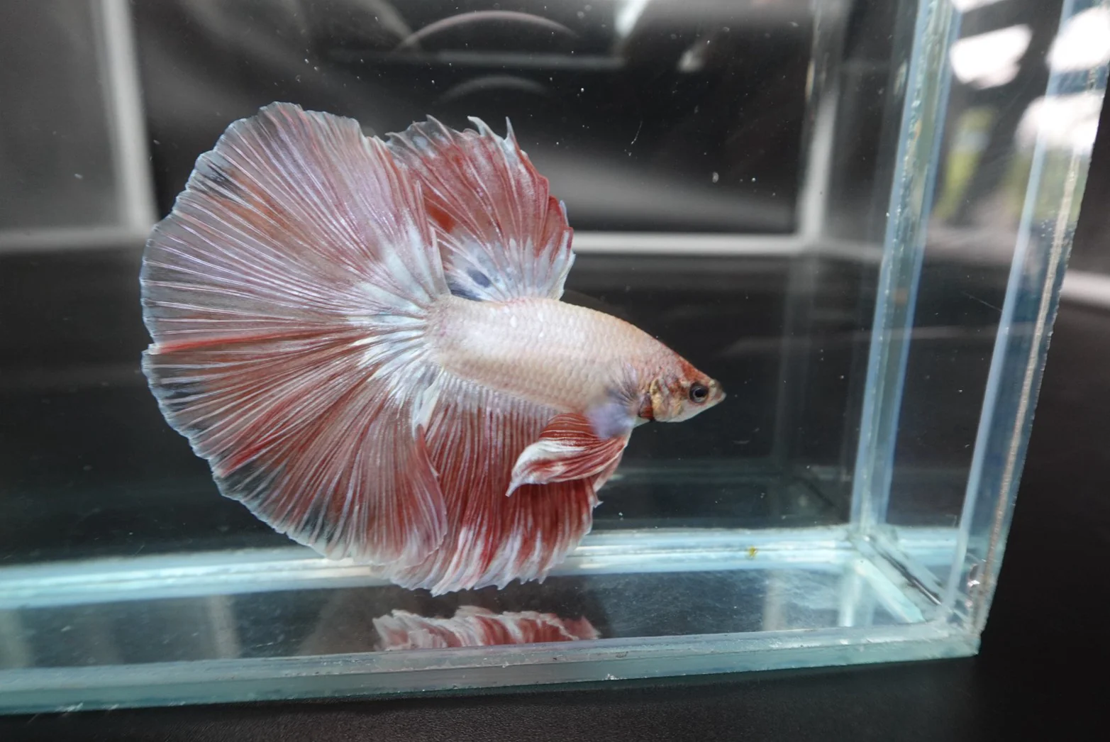 Rare Halfmoon Pink Betta Fish (Male) - Image 3
