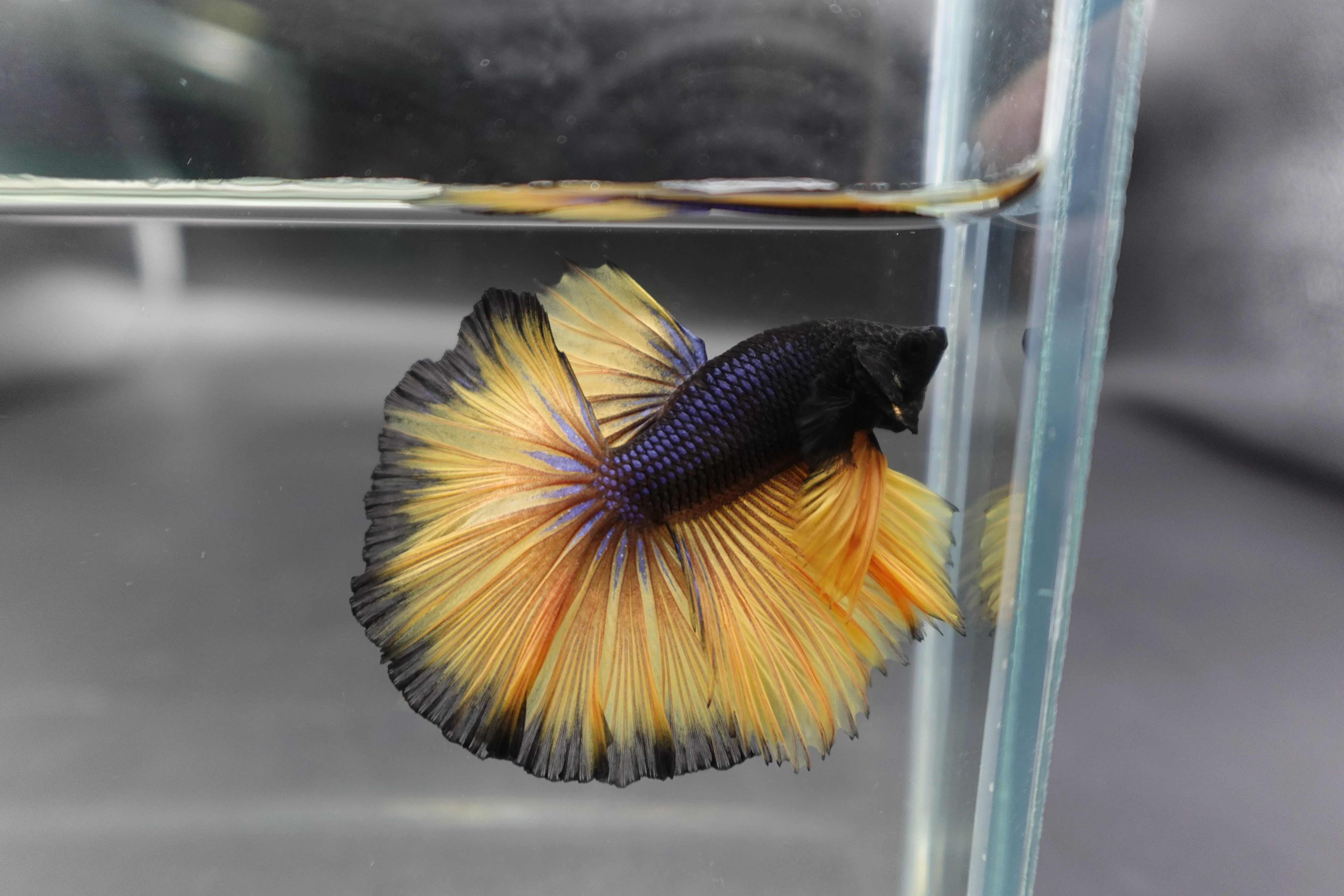 Rare Halfmoon Platinum Butterfly Betta Fish (Male) - Image 2