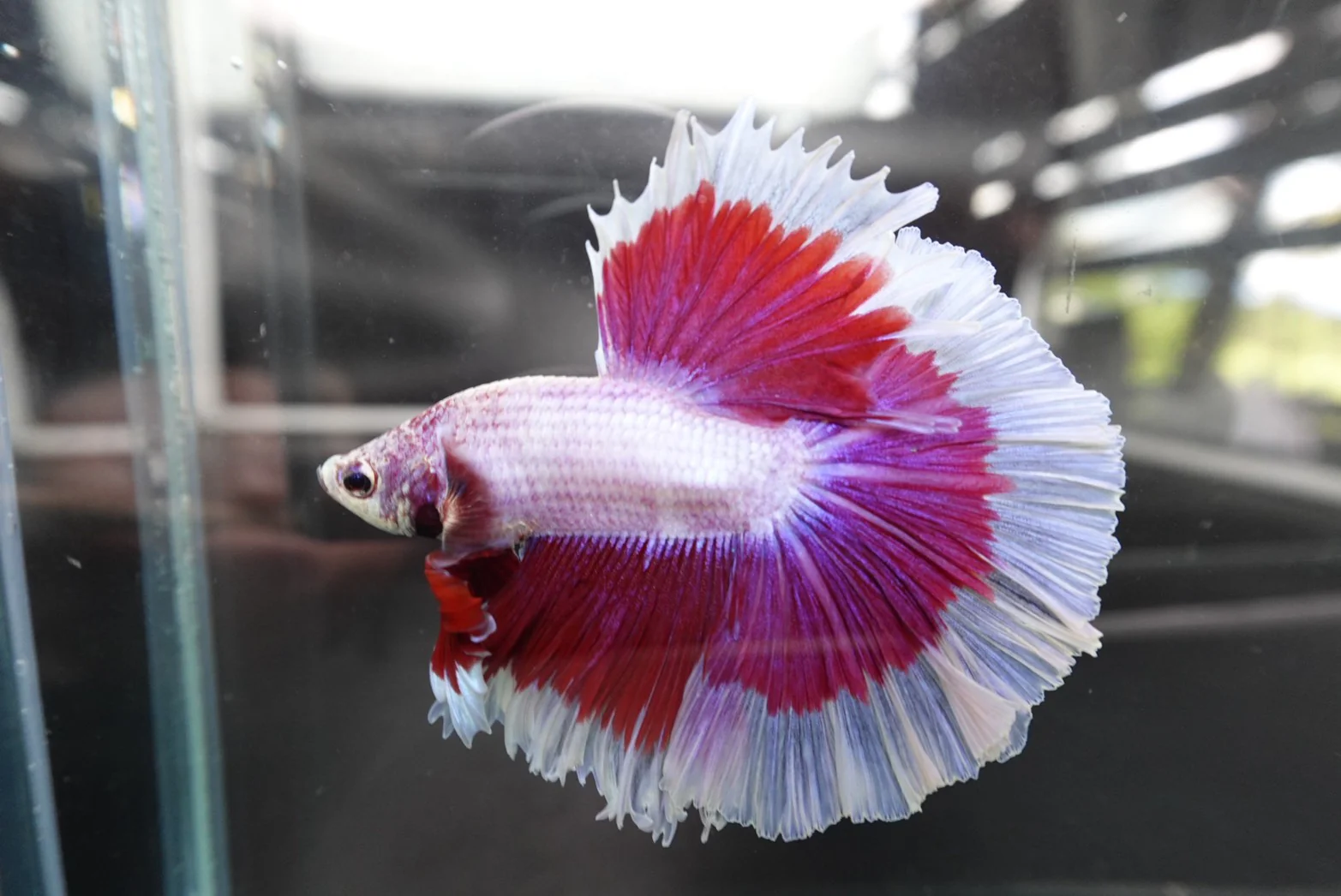Rare Halfmoon Purple Butterfly Betta Fish (Male) - Image 3