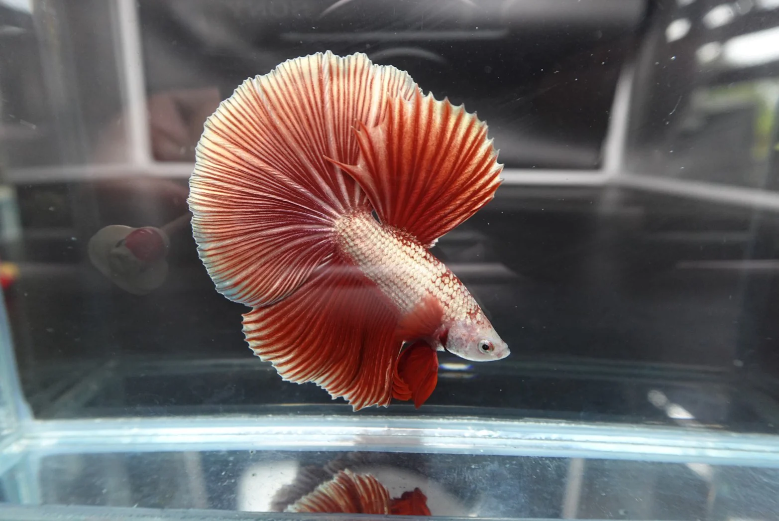 Rare Halfmoon Red Copper Betta Fish (Male) - Image 2