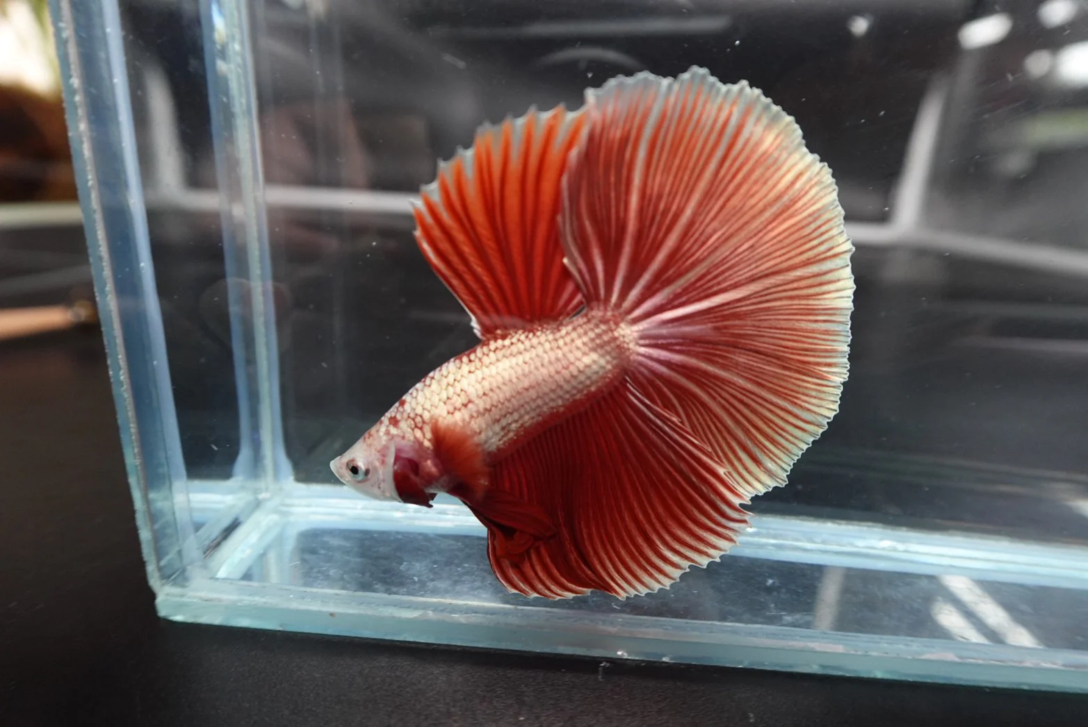 Rare Halfmoon Red Copper Betta Fish (Male) - Image 3