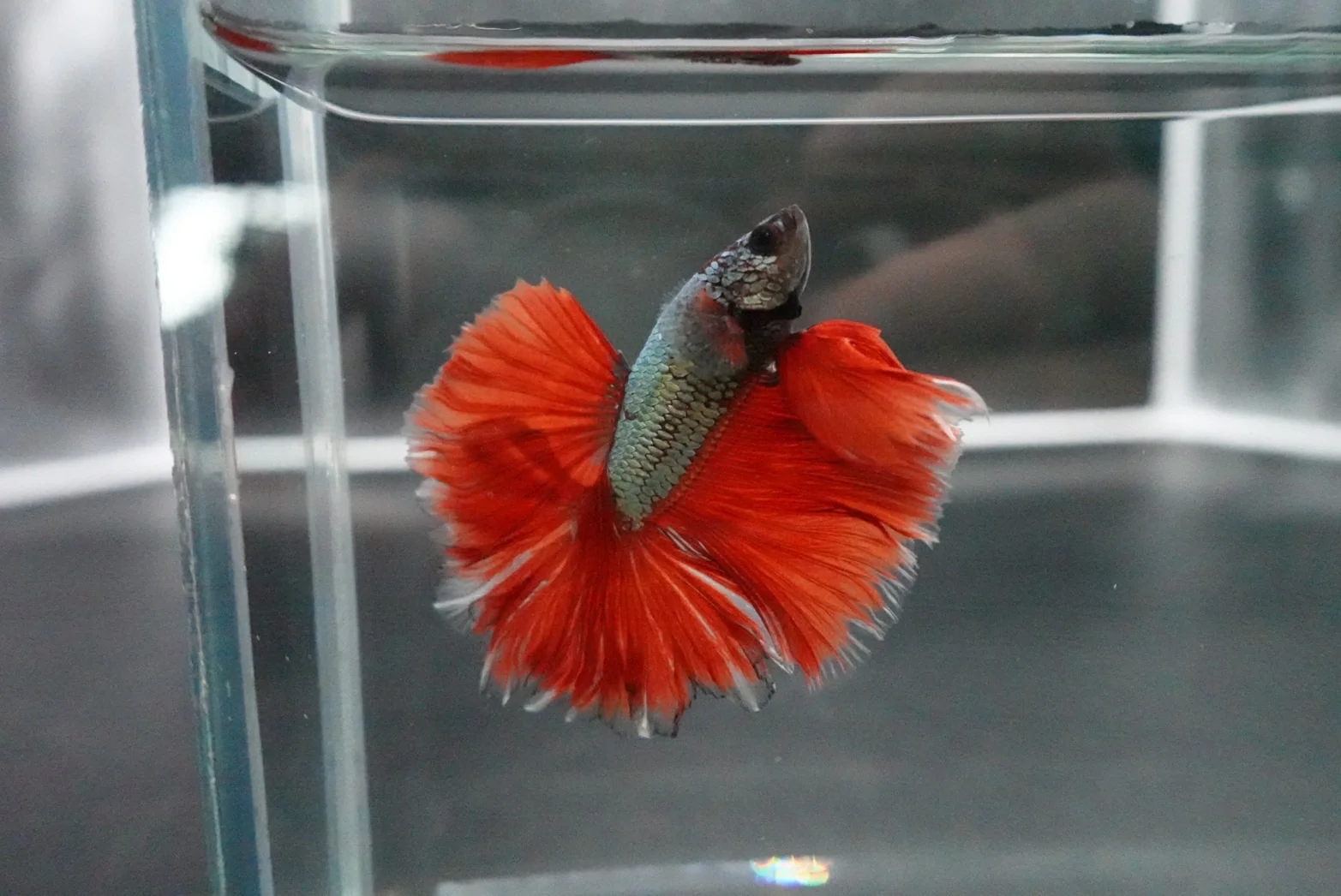 Rare Halfmoon Red Copper Rose Tail Betta Fish (Male) - Image 2
