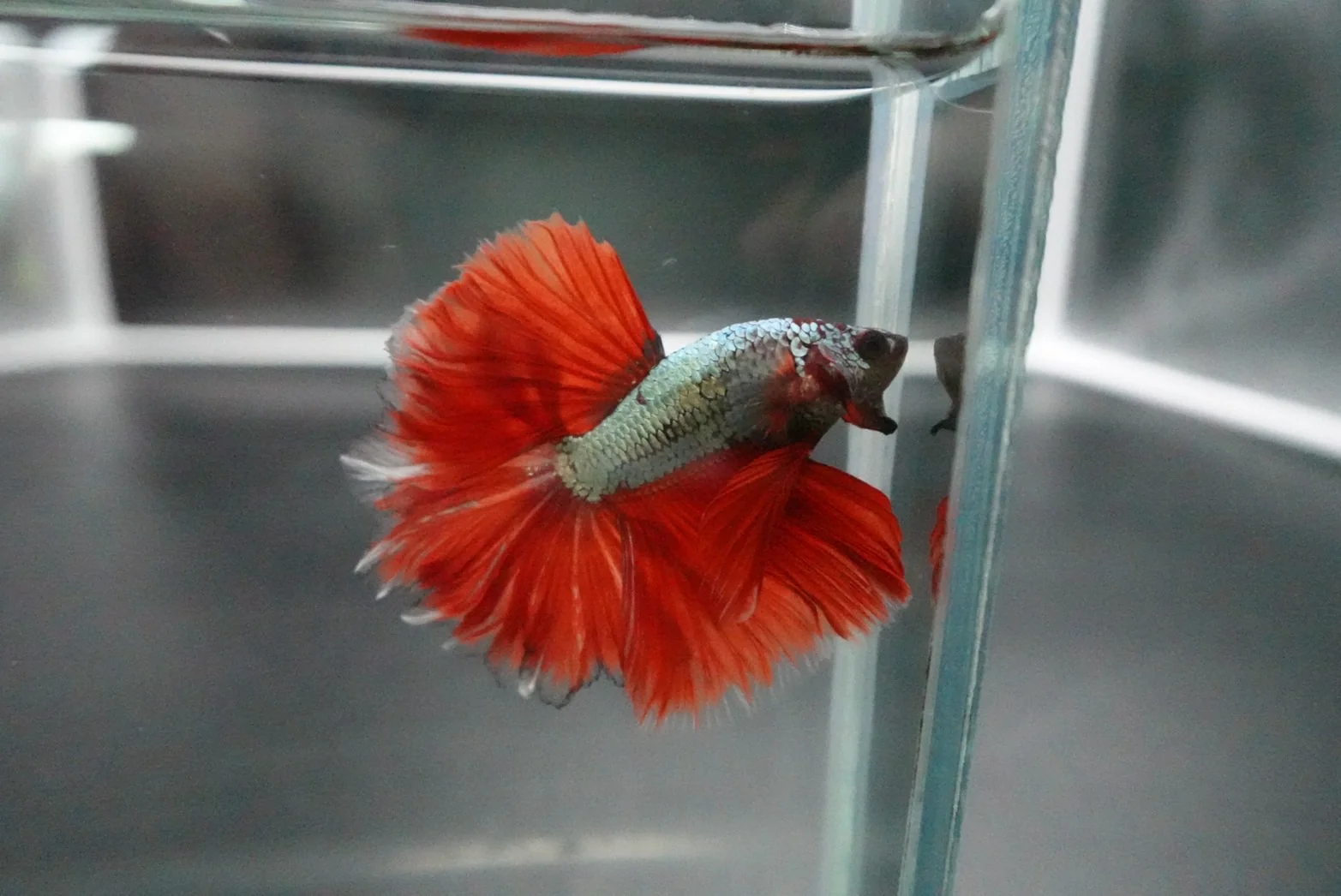 Rare Halfmoon Red Copper Rose Tail Betta Fish (Male) - Image 3