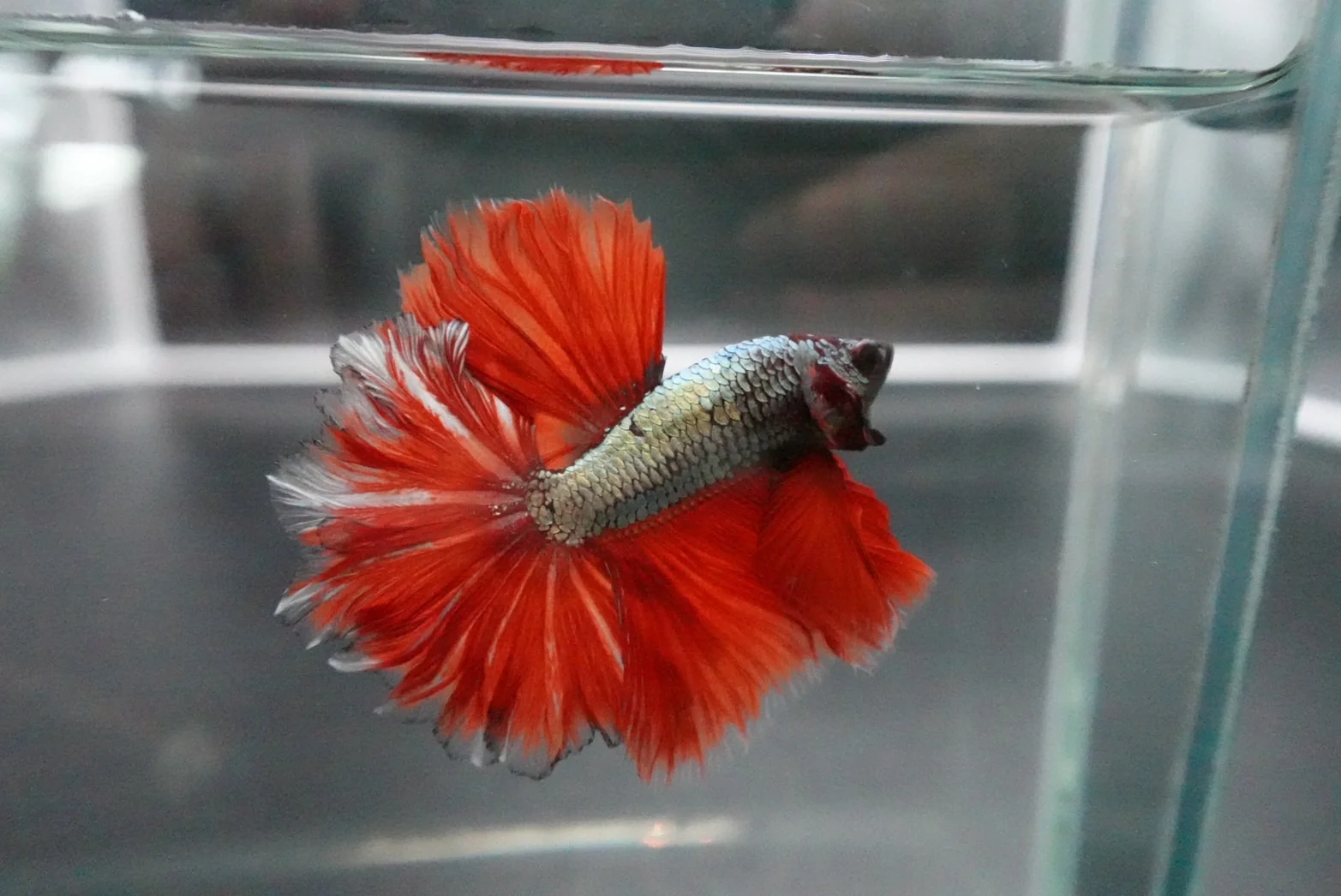 Rare Halfmoon Red Copper Rose Tail Betta Fish (Male) - Image 4