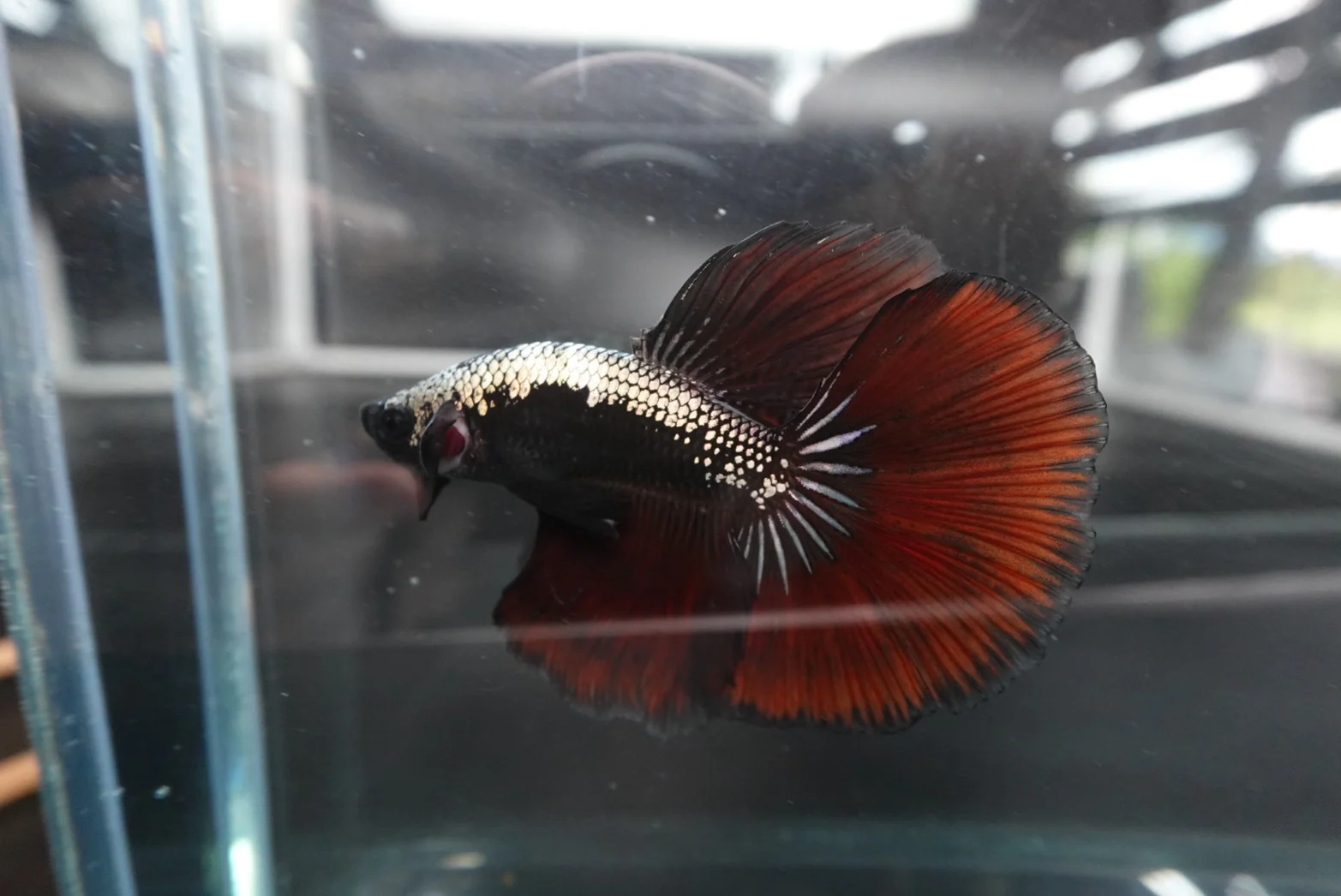 Rare Halfmoon Red Devil Betta Fish (Male) - Image 2