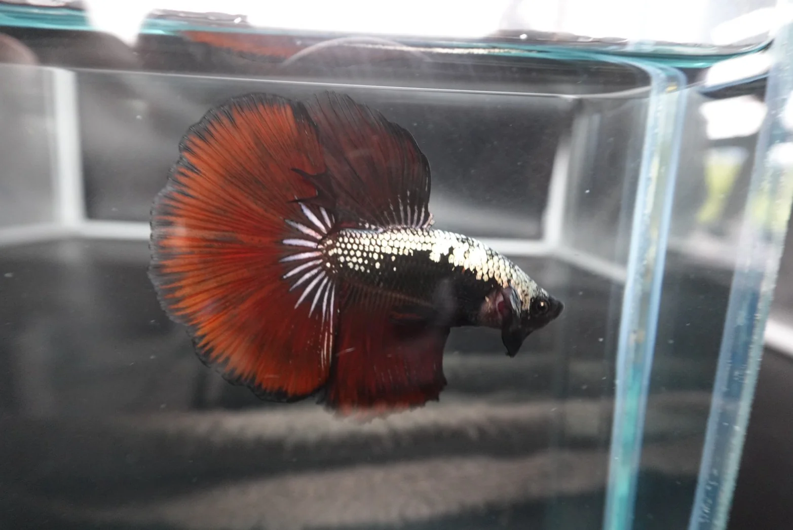 Rare Halfmoon Red Devil Betta Fish (Male) - Image 3