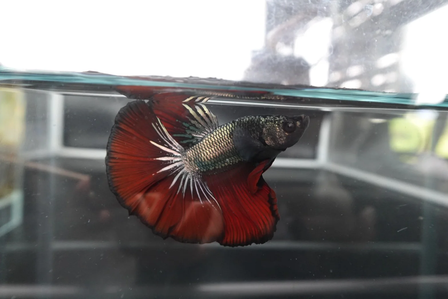 Rare Halfmoon Red Devil Betta Fish (Male) - Image 2