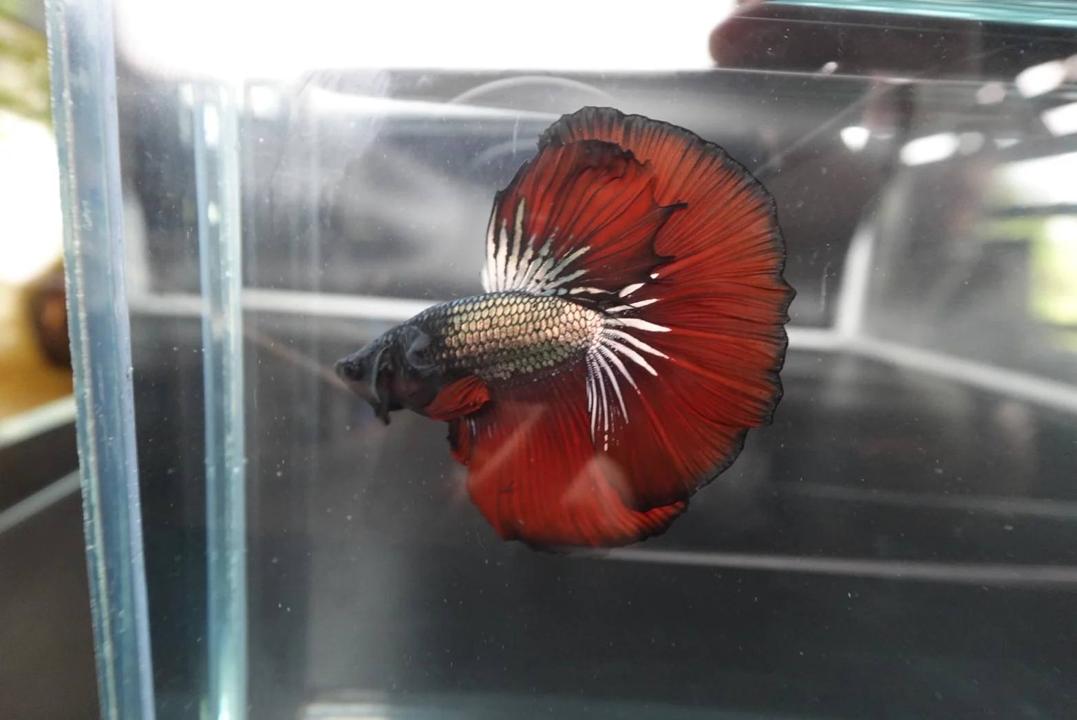 Rare Halfmoon Red Devil Betta Fish (Male) - Image 3