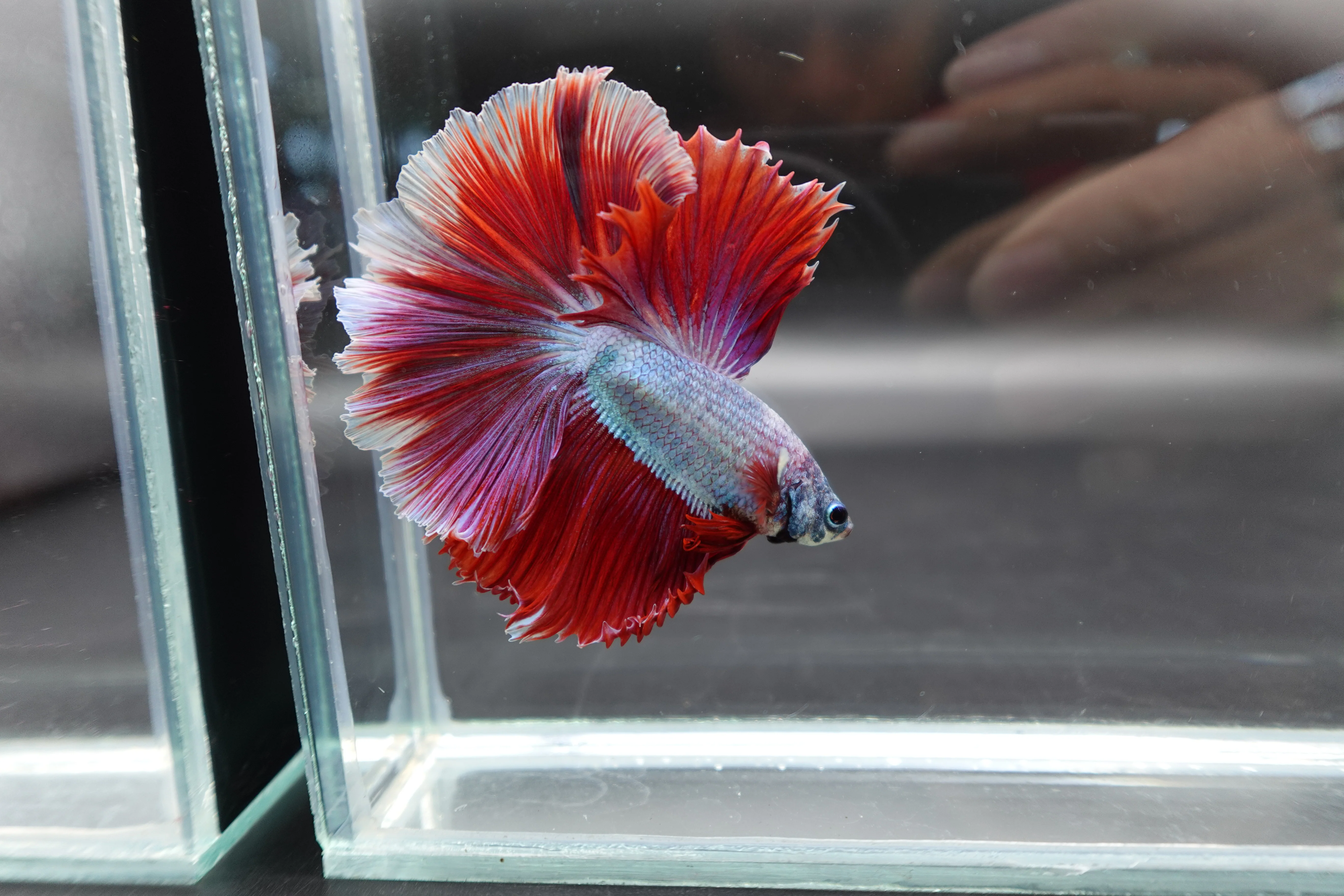 Halfmoon Red Dragon Betta Fish (Male) - Image 2