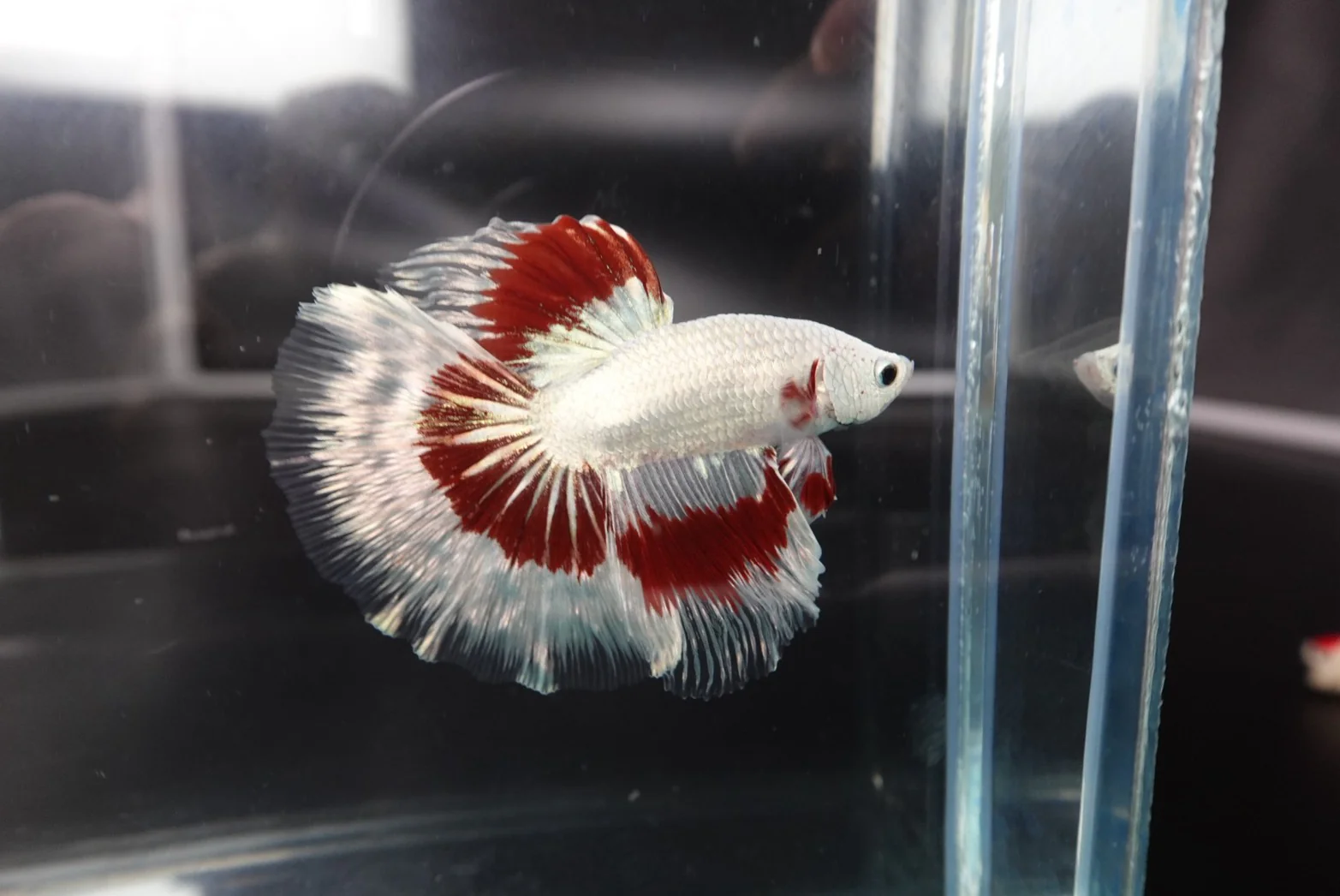 Rare Halfmoon Red Dragon Betta Fish (Male) - Image 2
