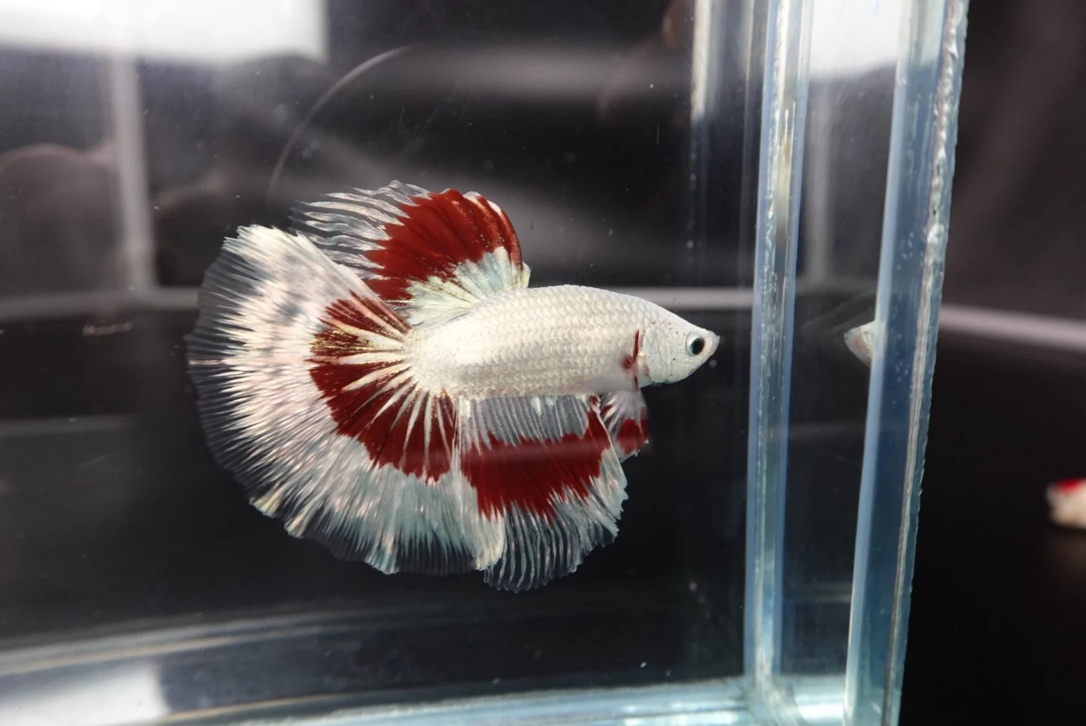 Rare Halfmoon Red Dragon Betta Fish (Male) - Image 3